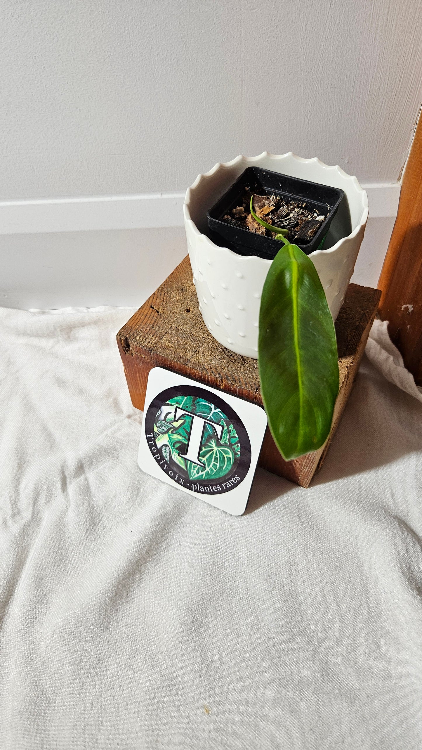 Philodendron Patriciae Narrow (PHI-921)