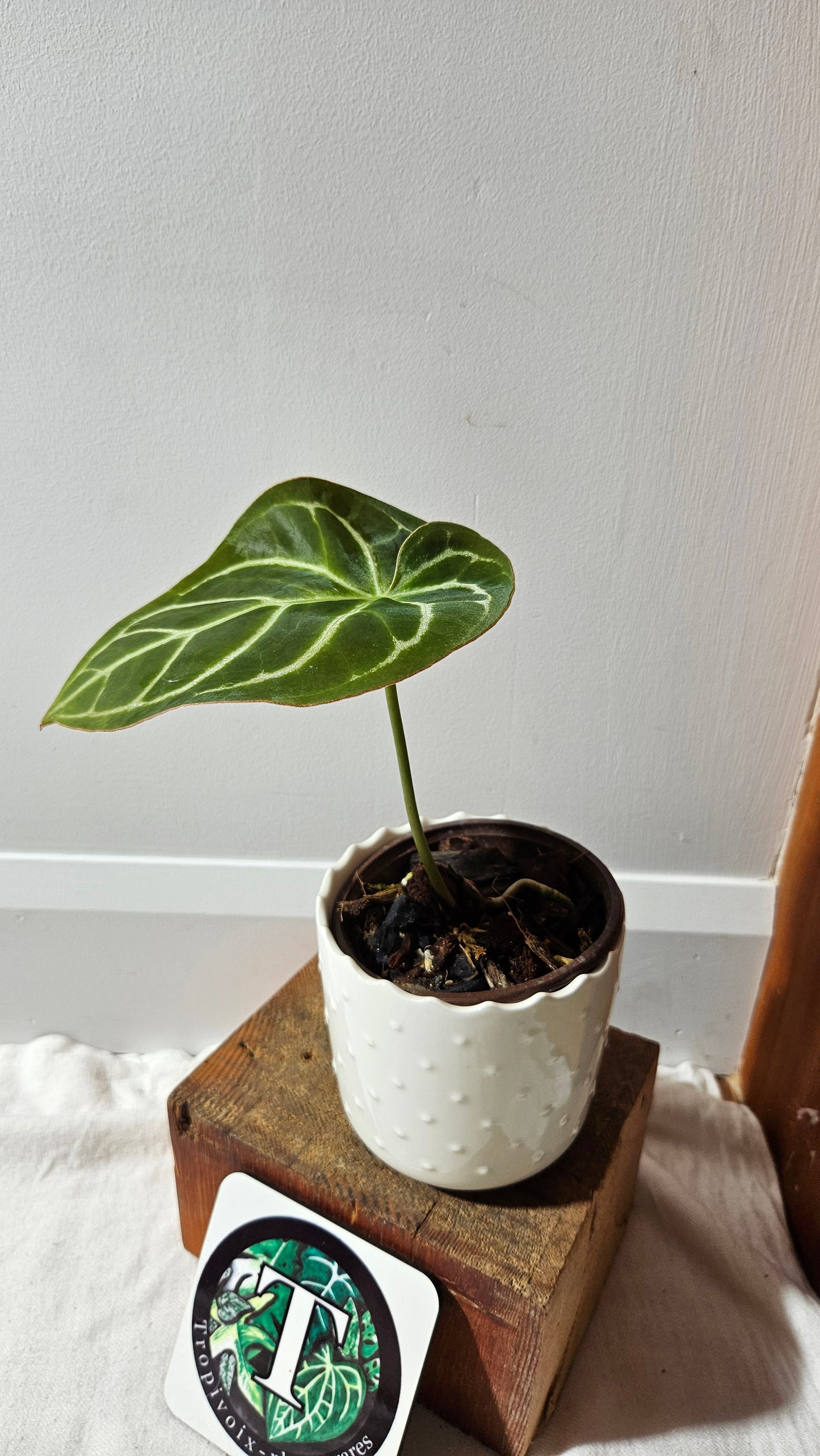 Anthurium Domino Hybrid "format MOYEN" (ANT-521)