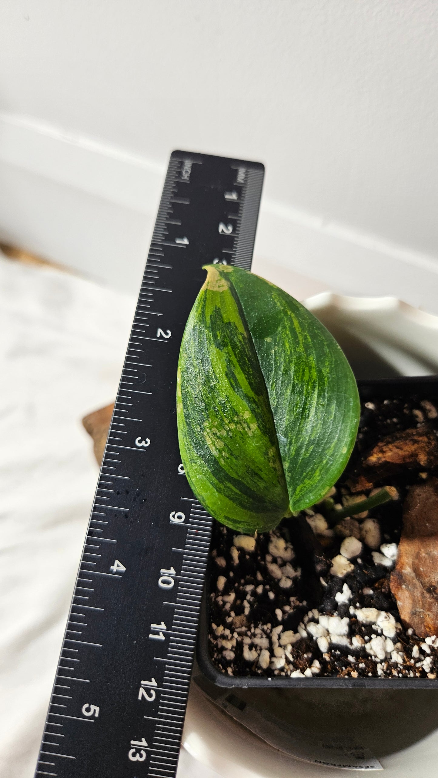 Scindapsus Rubicon (SCI-724)