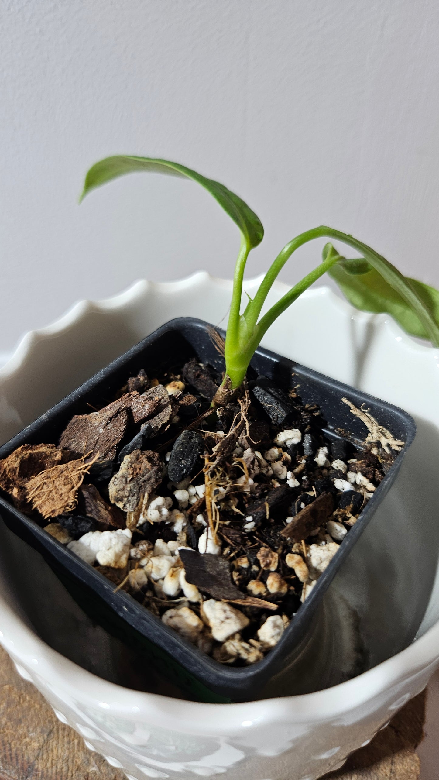 Anthurium Ceronii Aff "format PETIT"(ANT-539)