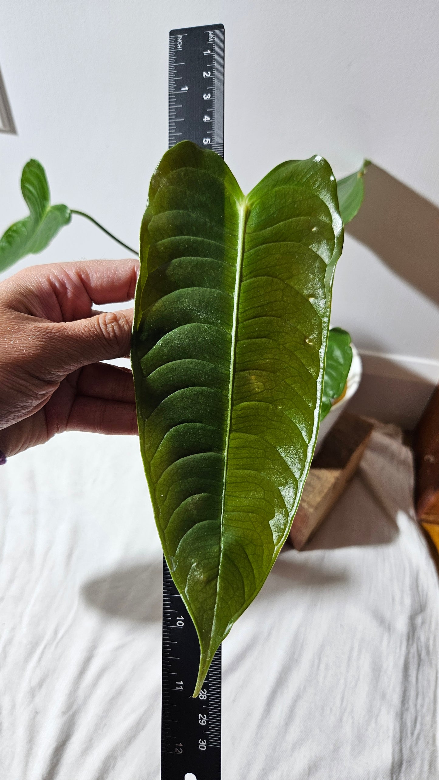 Anthurium Veitchii El cauca "format MOYEN/LARGE" (ANT-488)