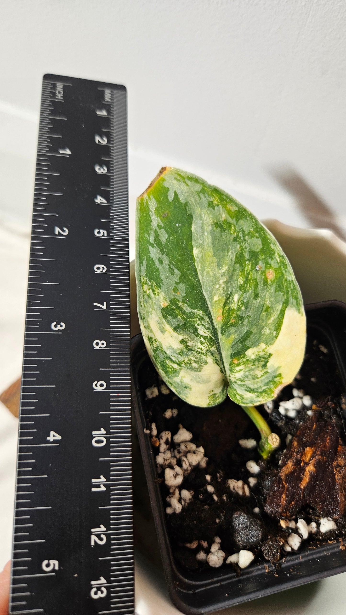 Scindapsus Andalas (SCI-1054)