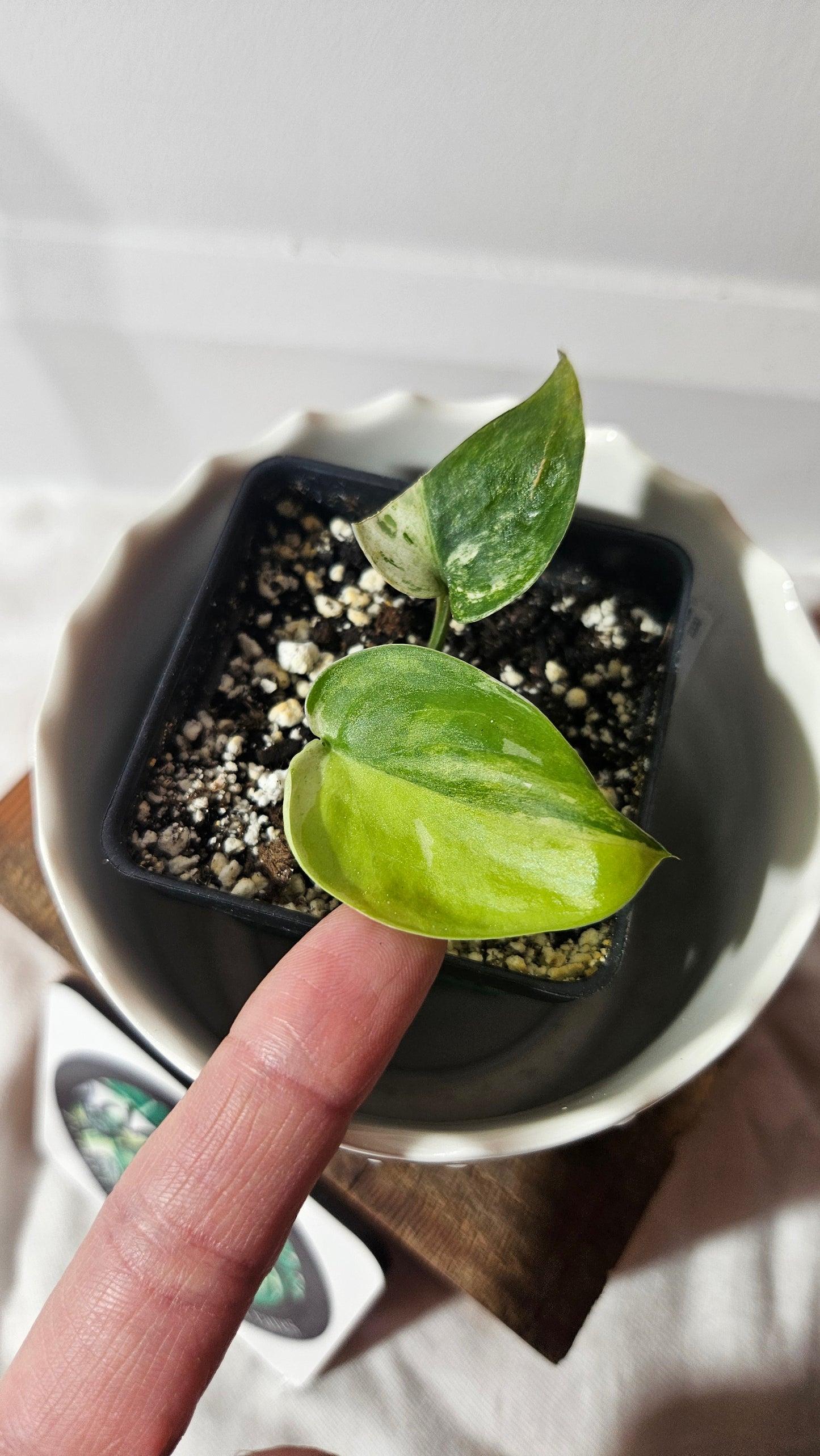 Scindapsus Silver Satin Tricolor (SCI-830)