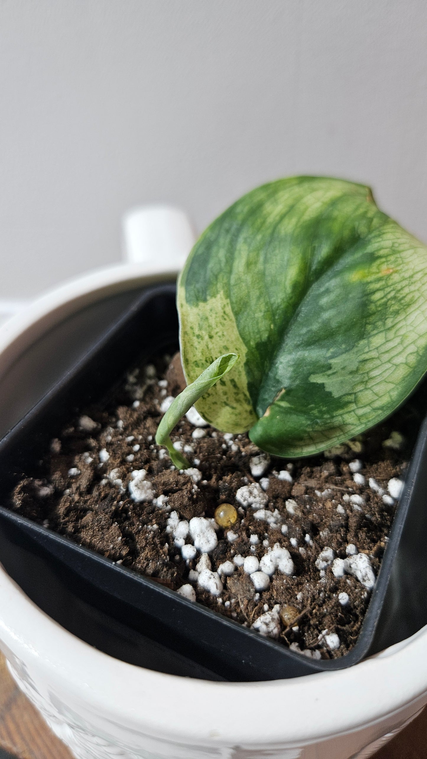 Scindapsus Silver Splash kiara (SCI-1191)