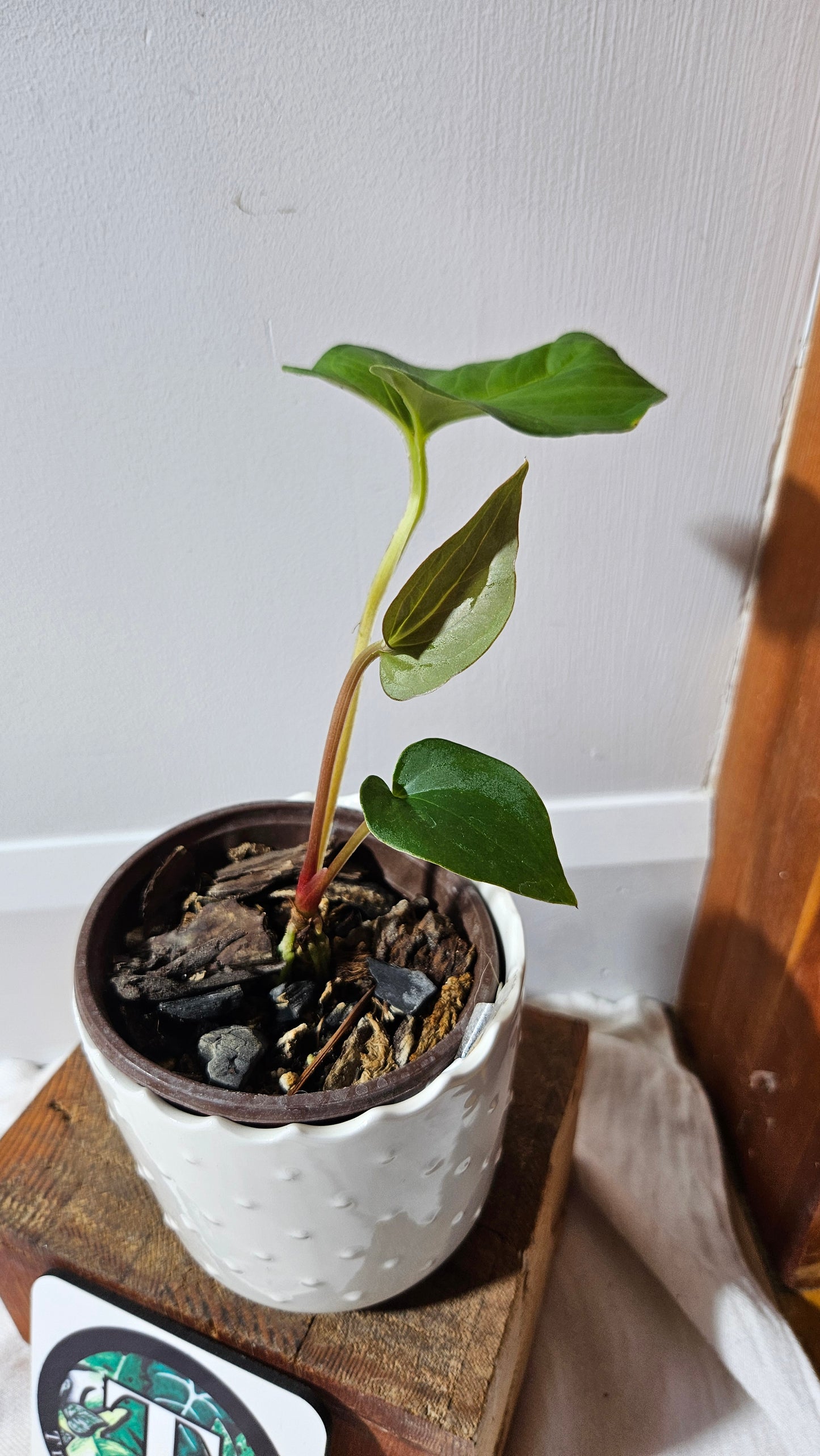 Anthurium Tiwintza Aff Velvet "format MOYEN" (ANT-227)
