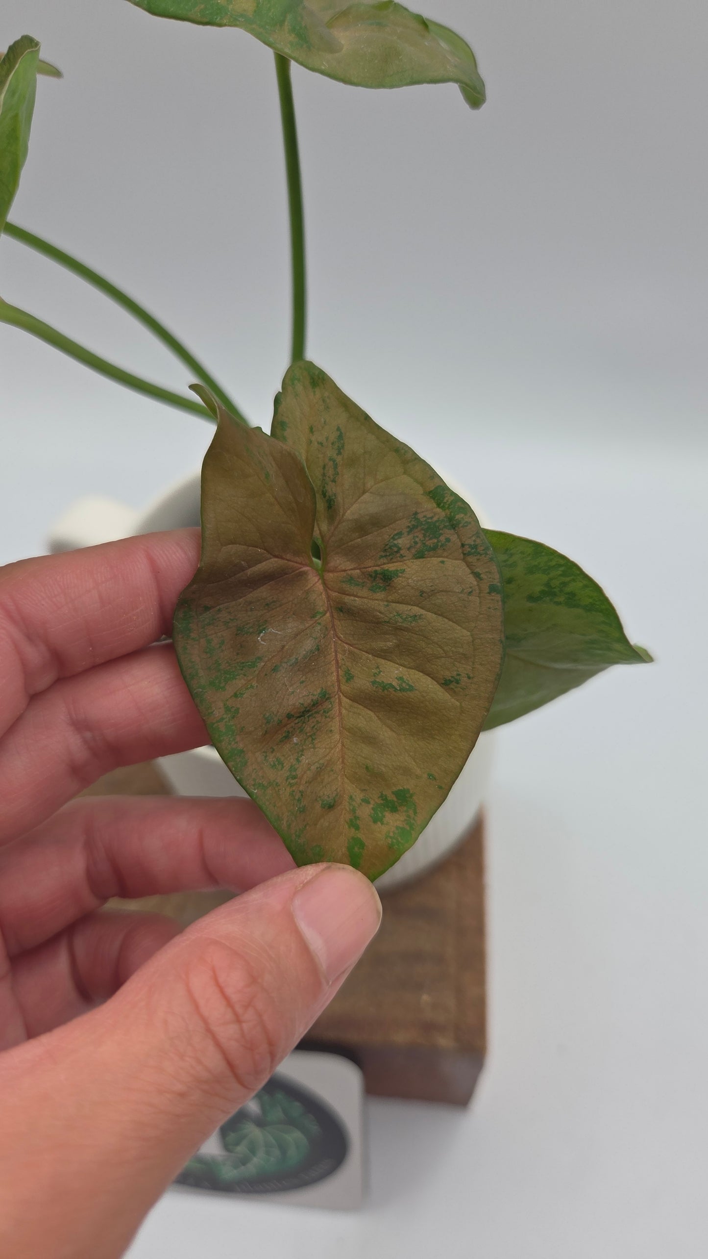 Syngonium Pink Flecked (SYN-520)