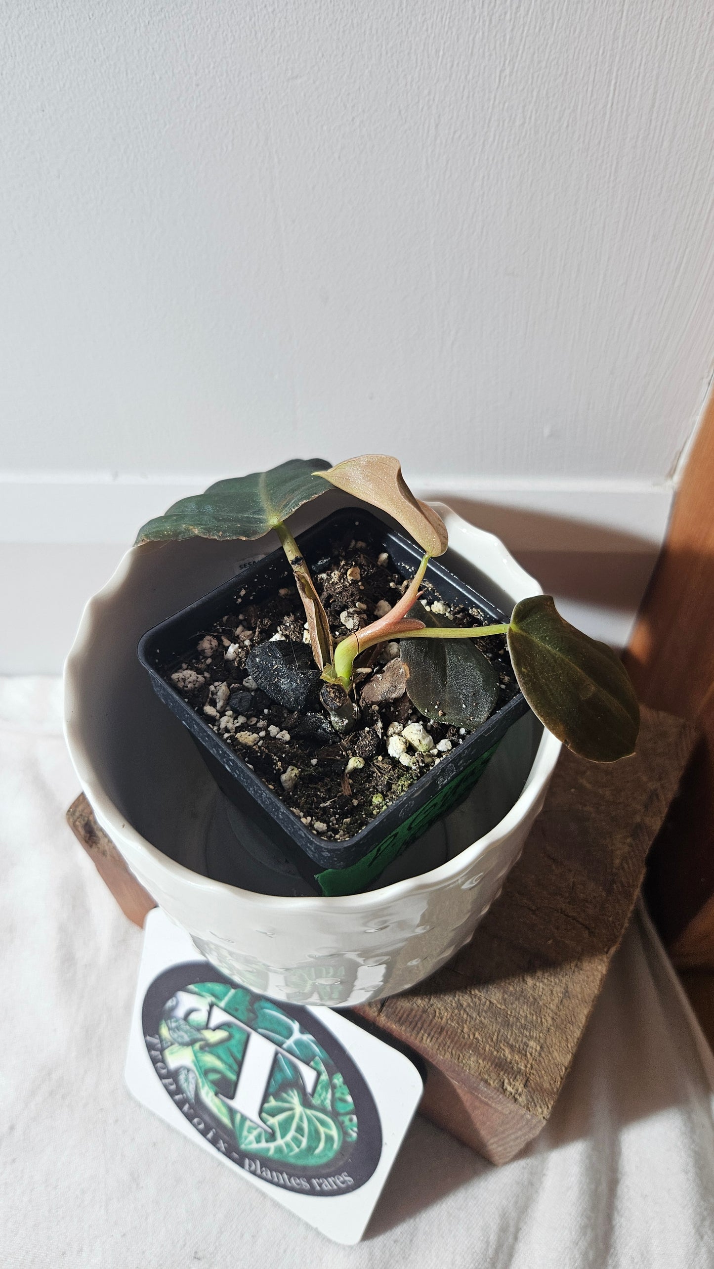 Philodendron Gigas (PHI-777)