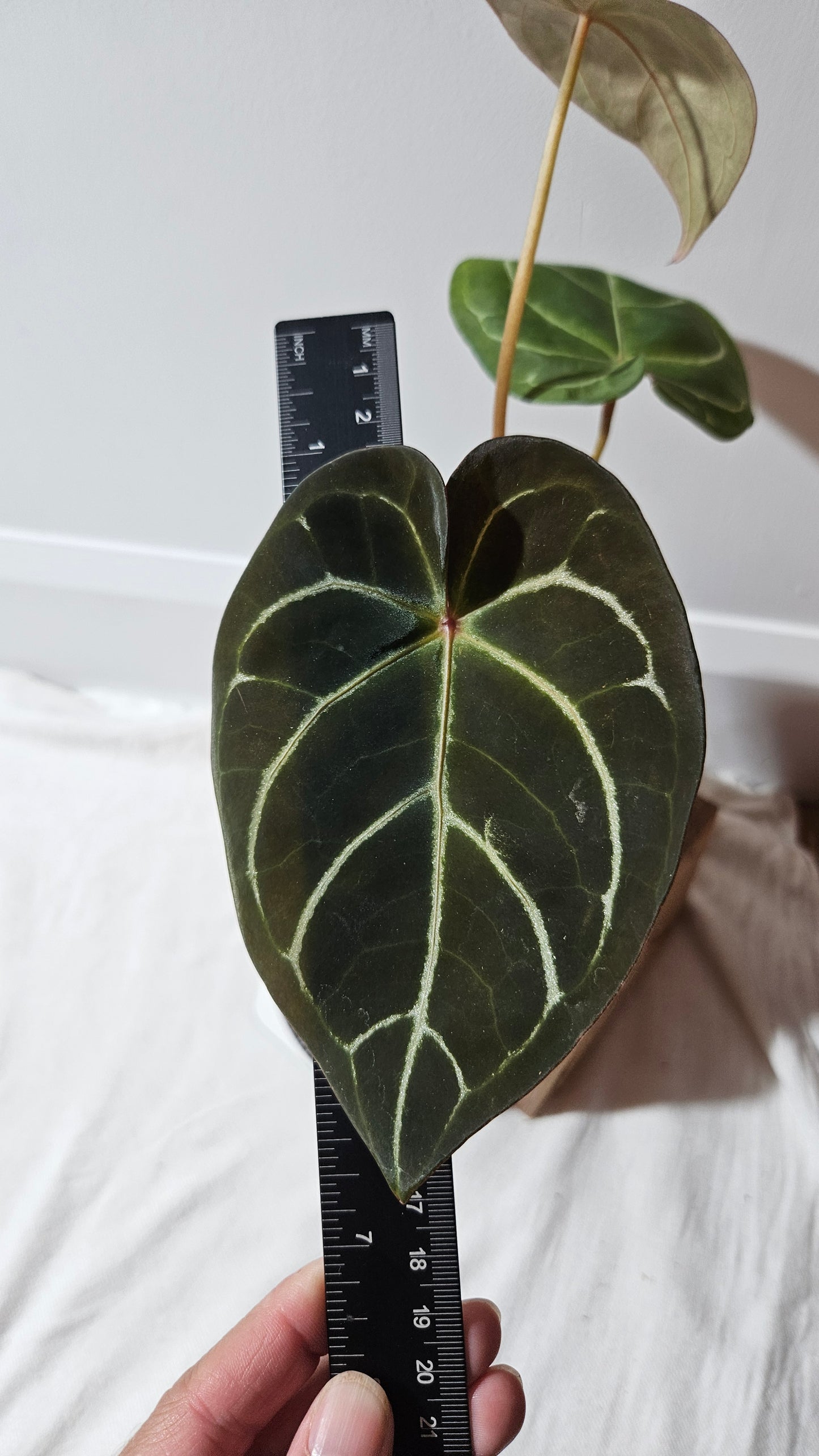 Anthurium Carlablackiae (Indo) X Hoffmanii "format MOYEN/LARGE" (ANT-382)