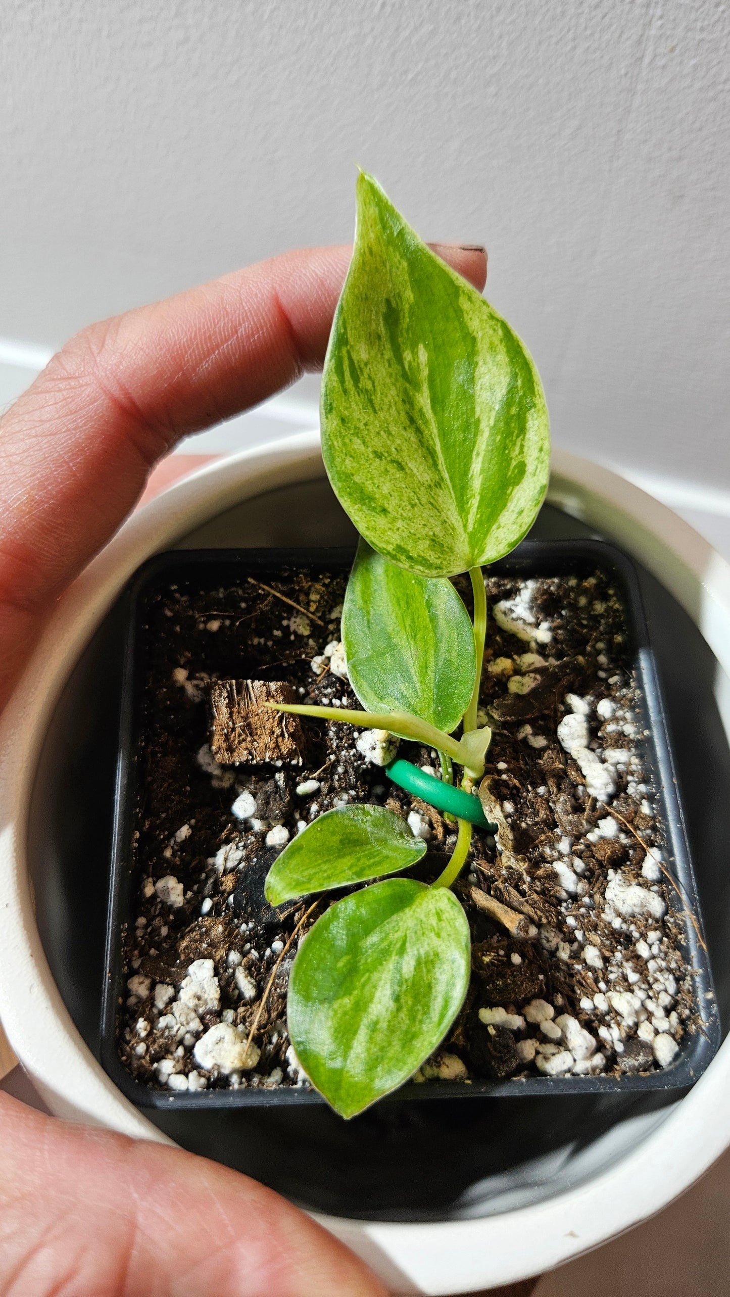 Philodendron Hederaceum Variegata (PHI-906)