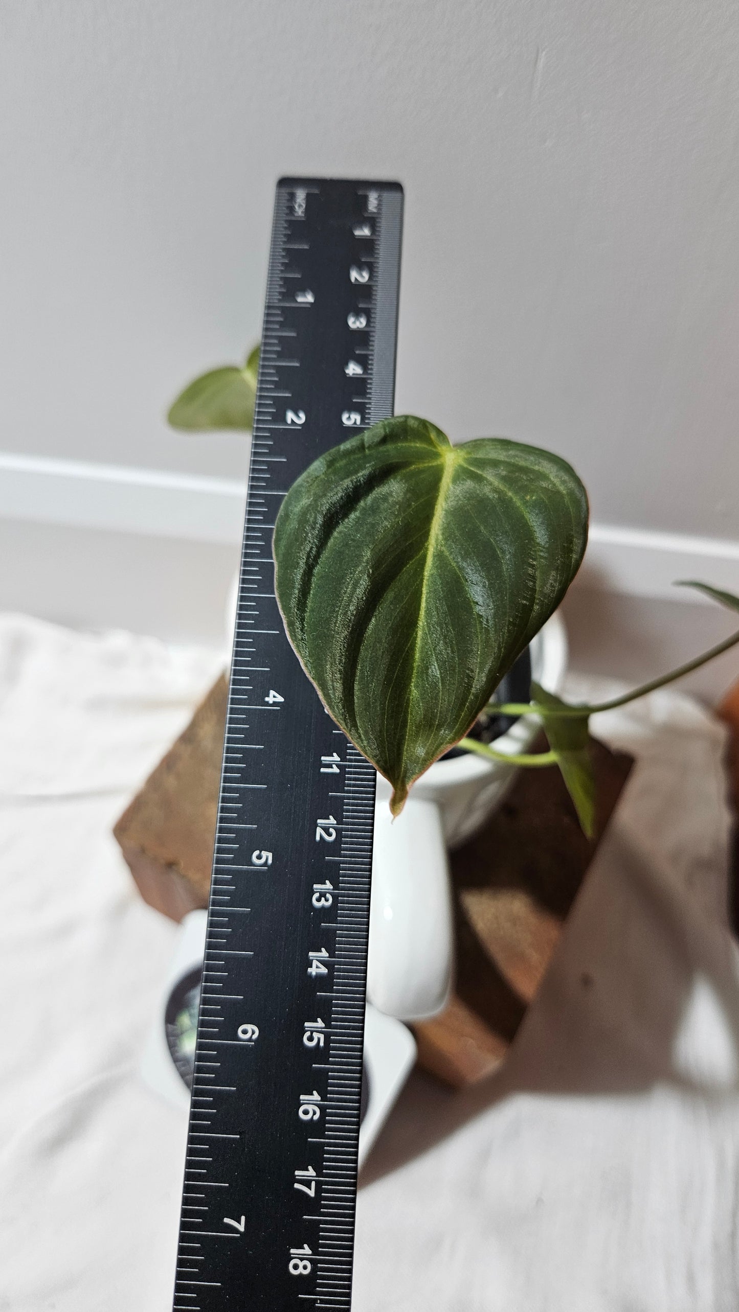 Philodendron Glorious (PHI-901)