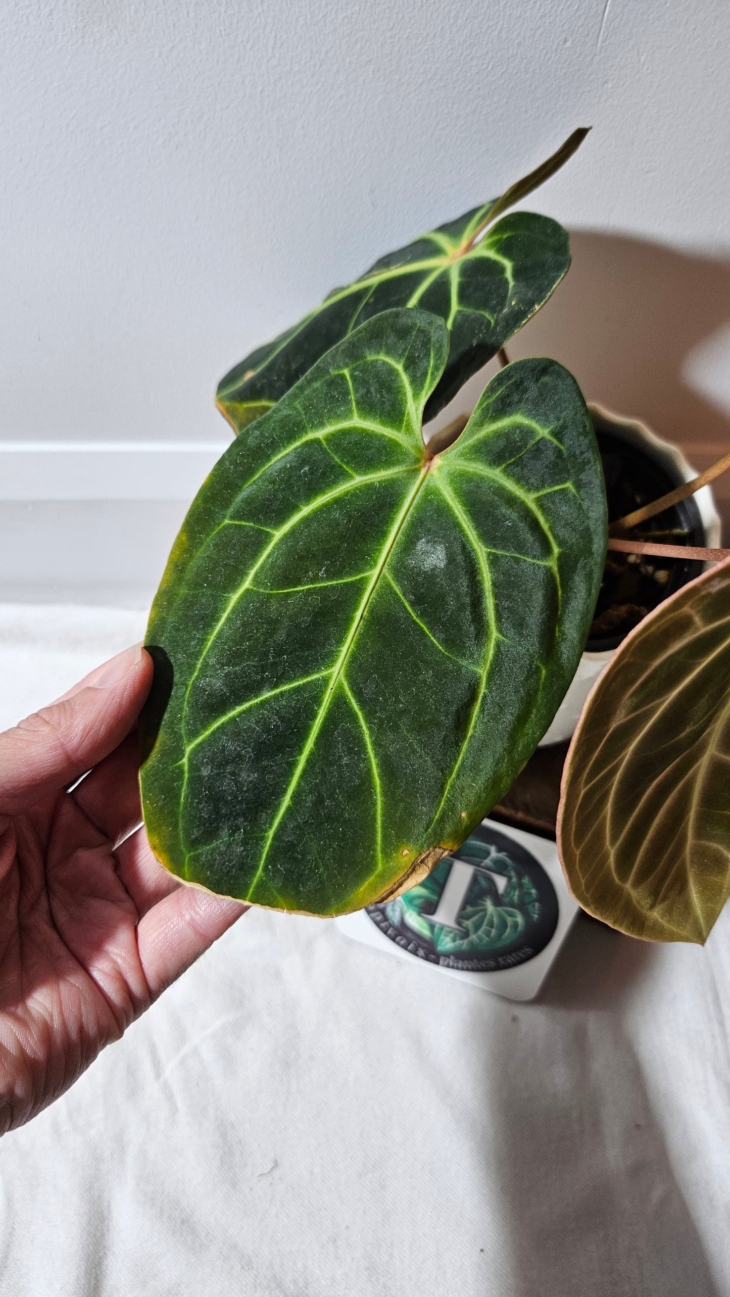 Anthurium Besseae Aff Velvet "Format MOYEN" (ANT-270)
