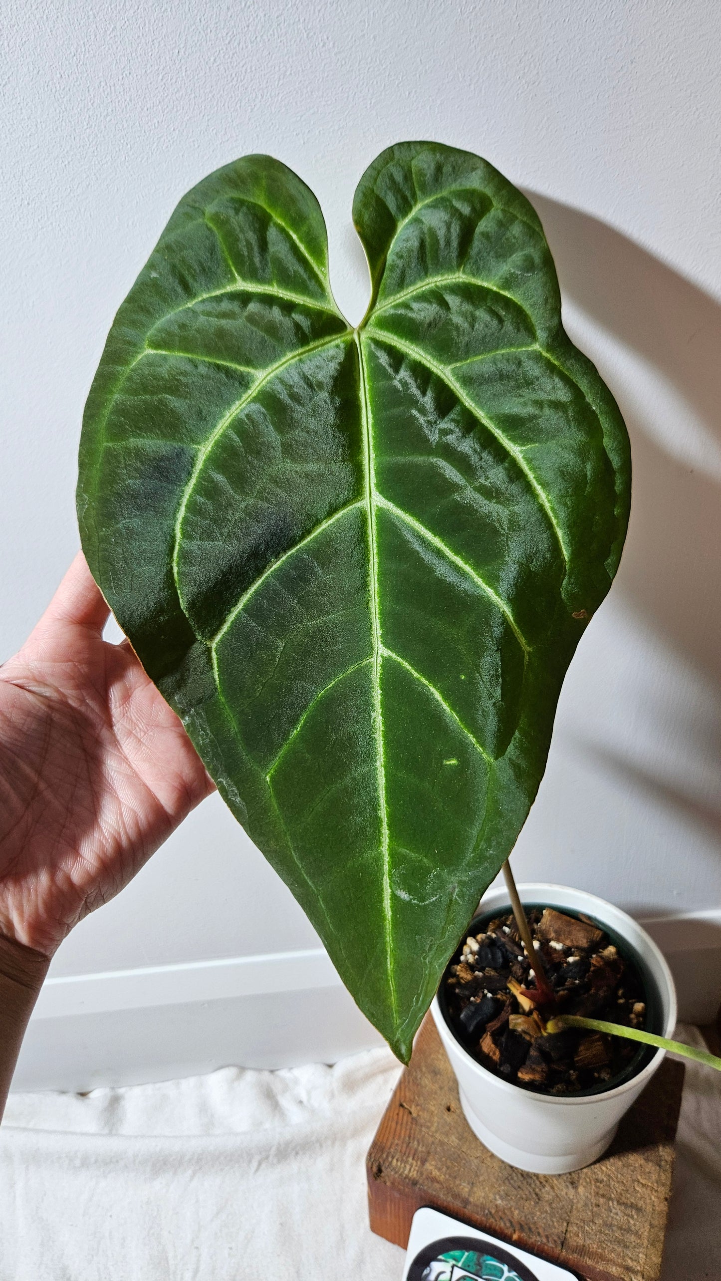 Anthurium Papillilaminum Hybrid "format XLARGE" (ANT-508)
