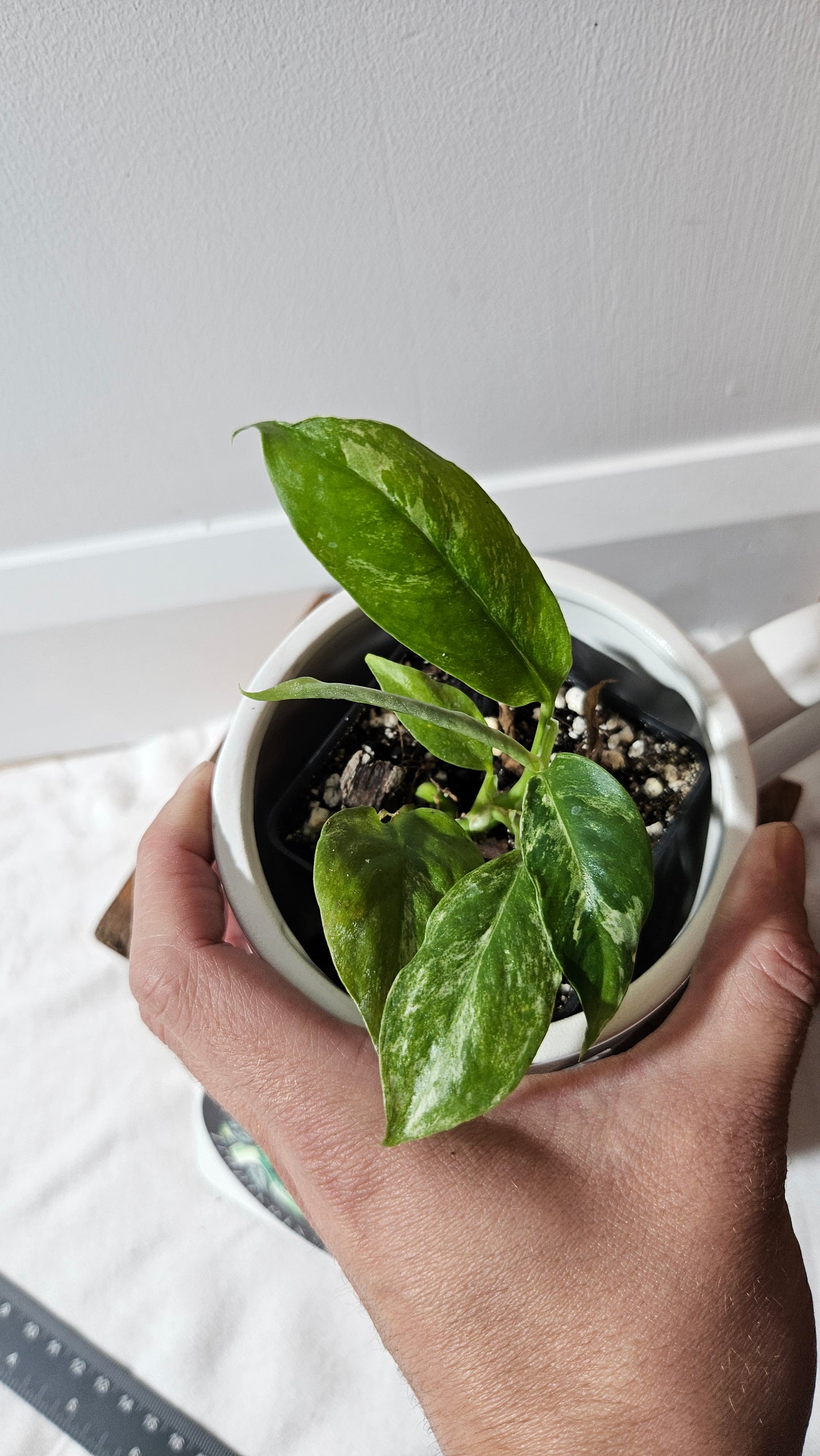 Rhaphidophora Puberula Variegata (AUT-082)