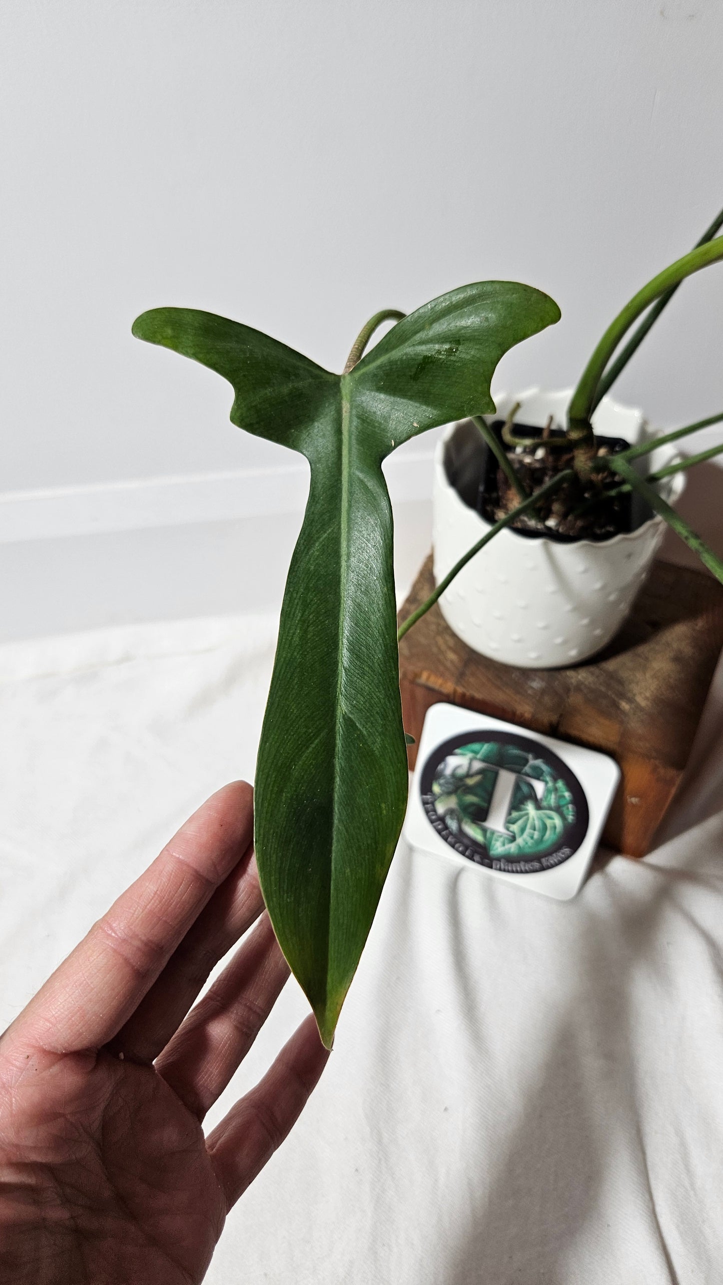 Philodendron Longilobatum (PHI-376)