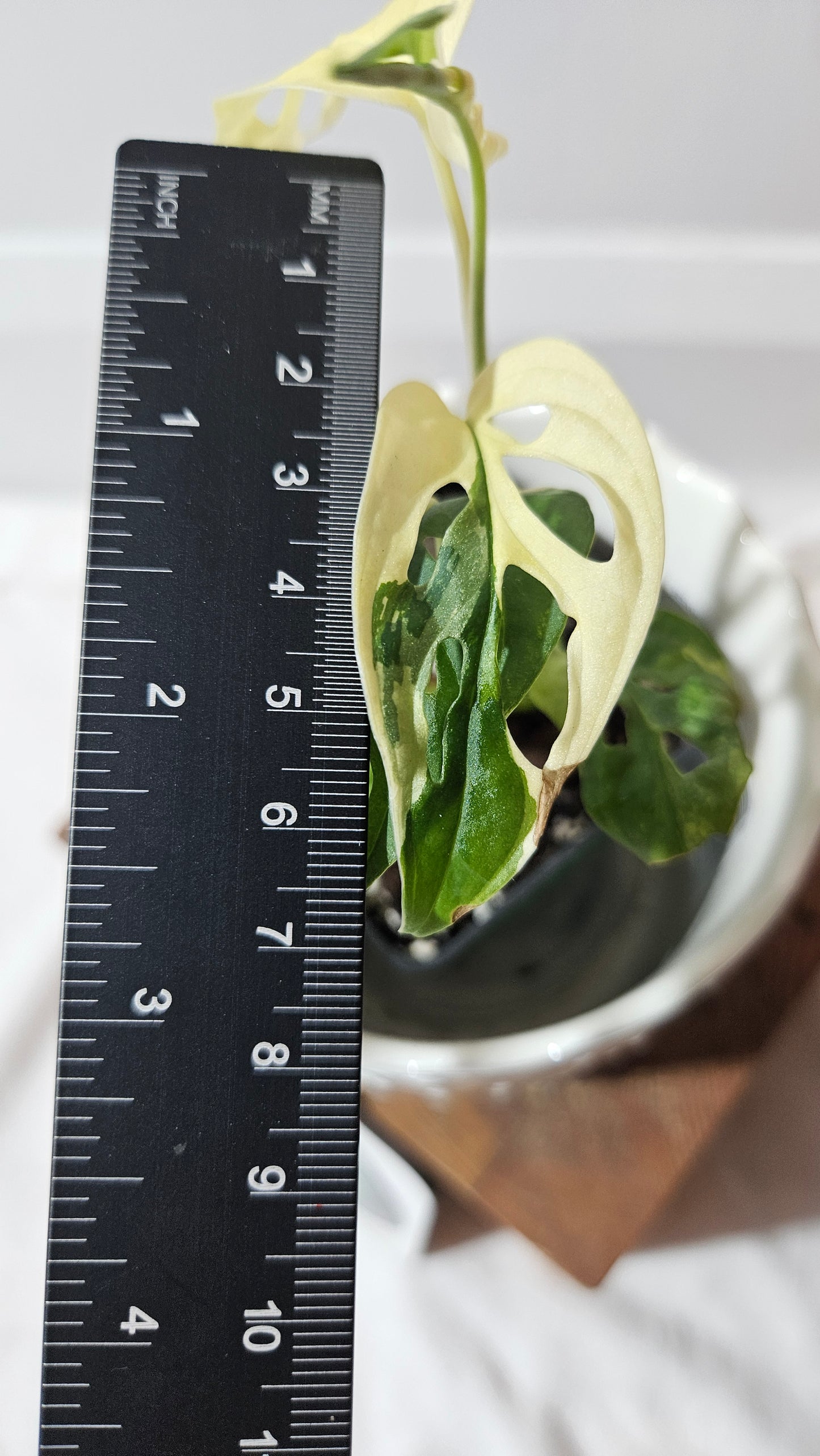 Monstera Andasonii Tricolore (MON-412)