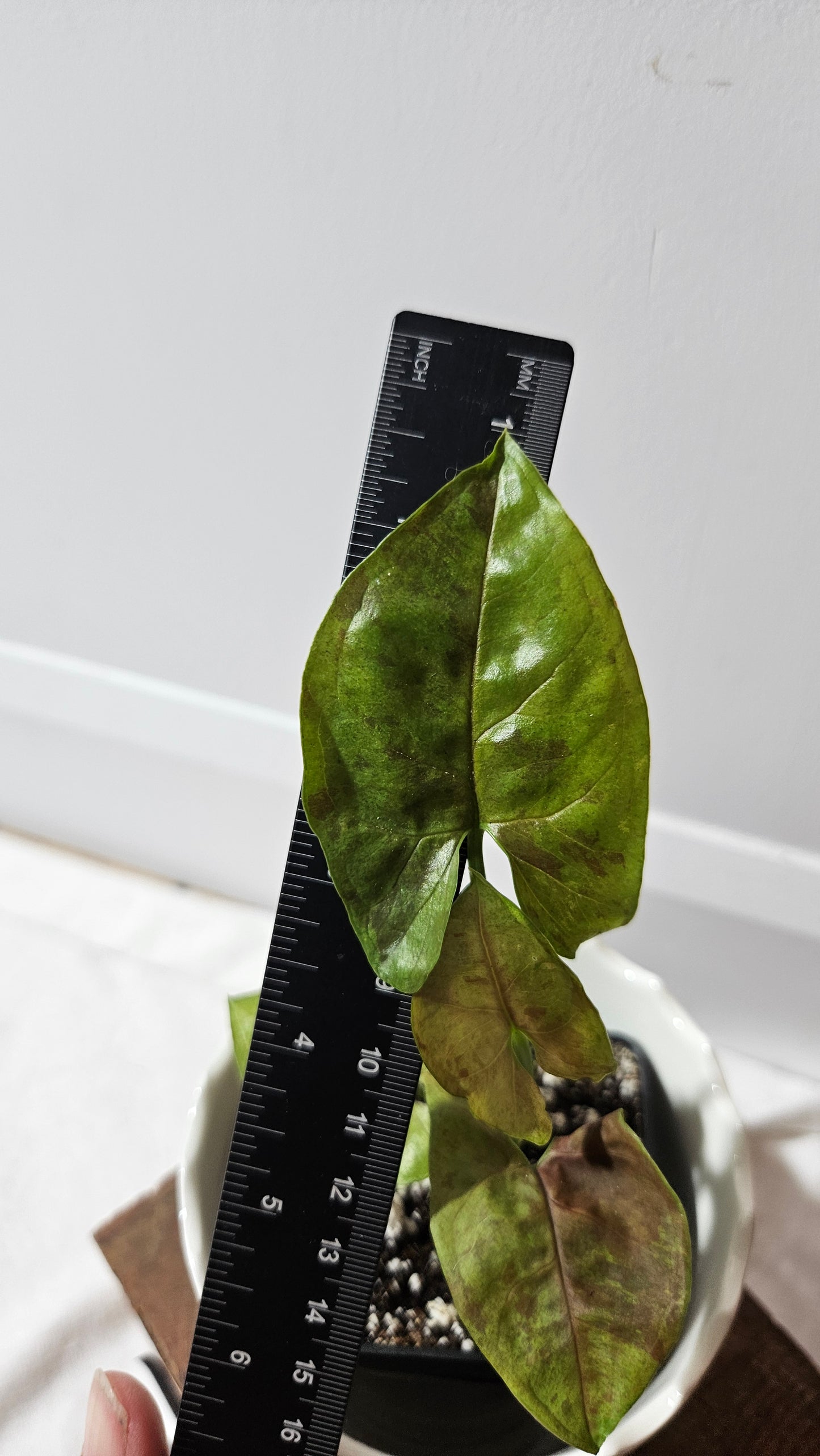 Syngonium Matcha Sprinkle (SYN-432)