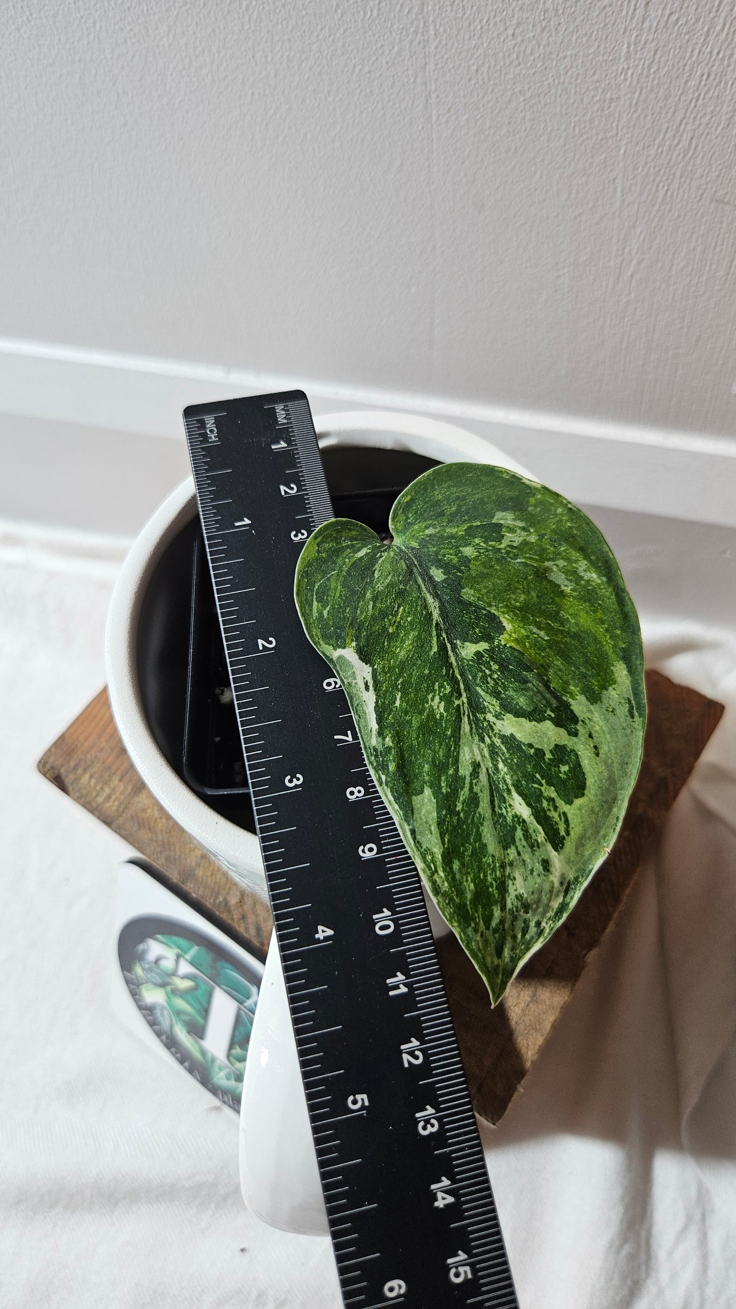 Scindapsus Dark satin Tricolore (SCI-1099)