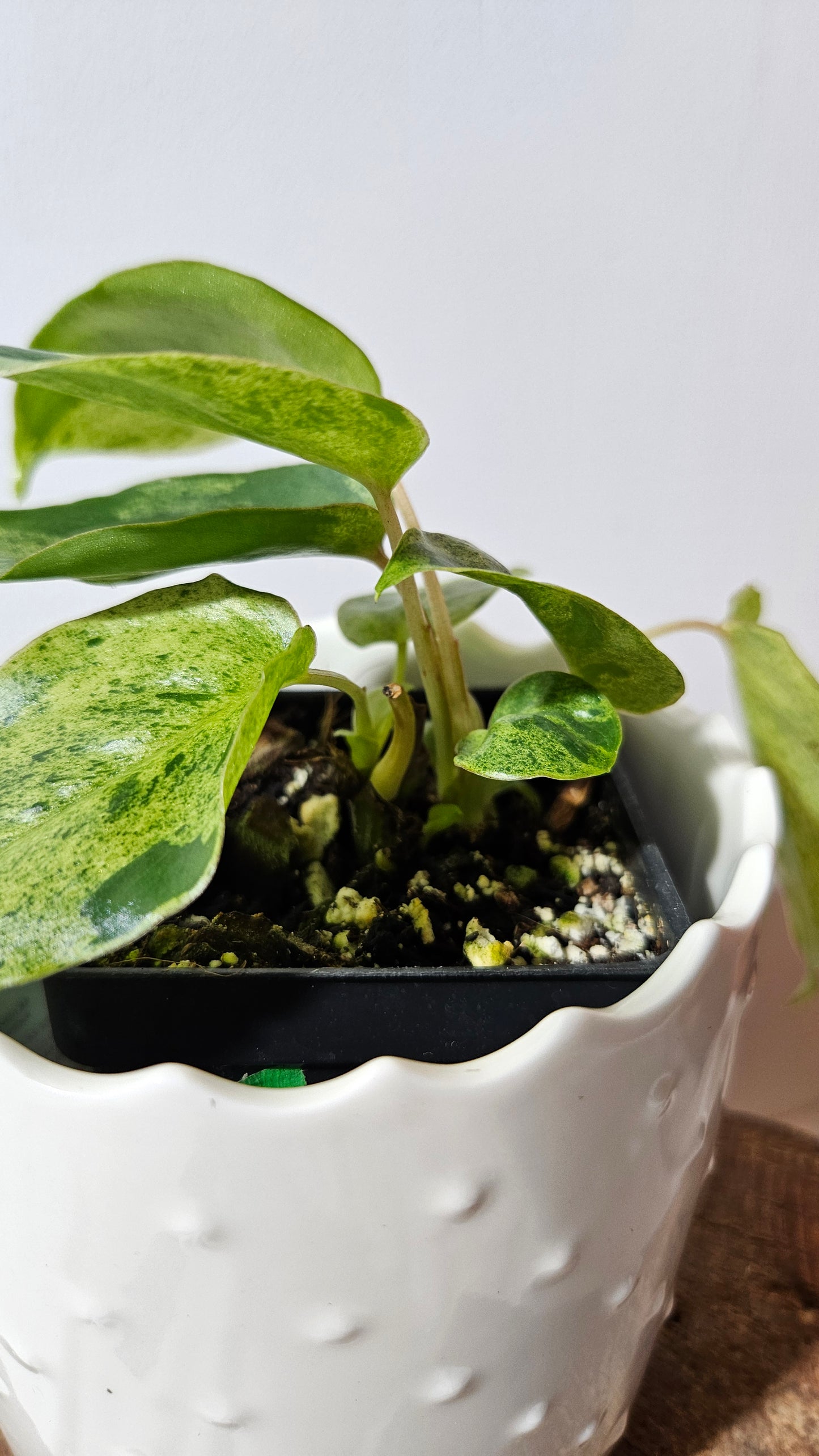 Philodendron BurleMarx Variegata X Paraiso Verde (PHI-859)