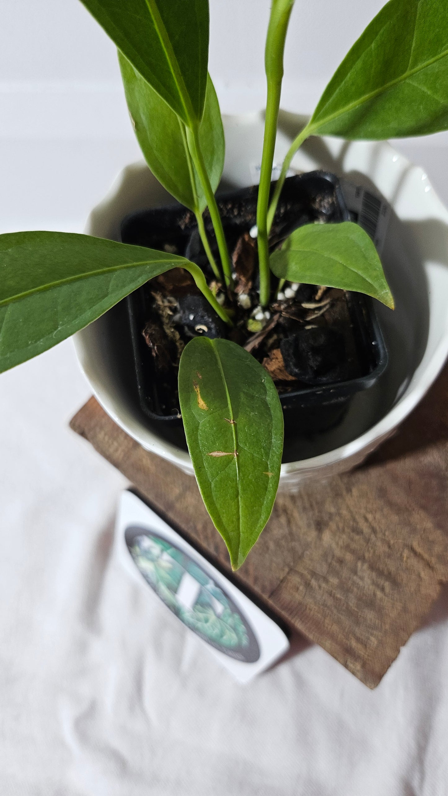 Anthurium Macphersonii "format MOYEN" (ANT-409)