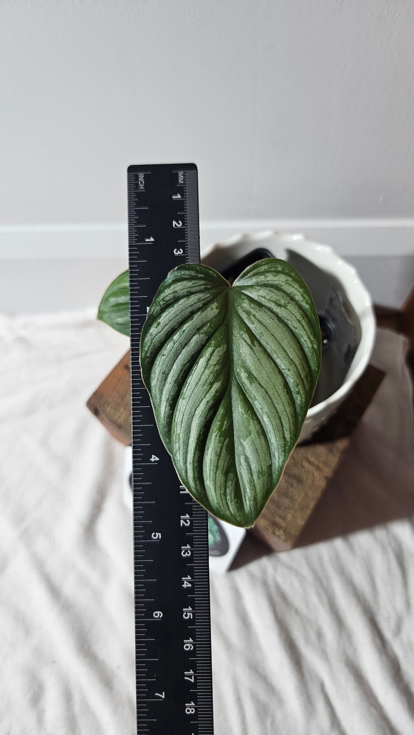 Philodendron Mamei White (PHI-770)