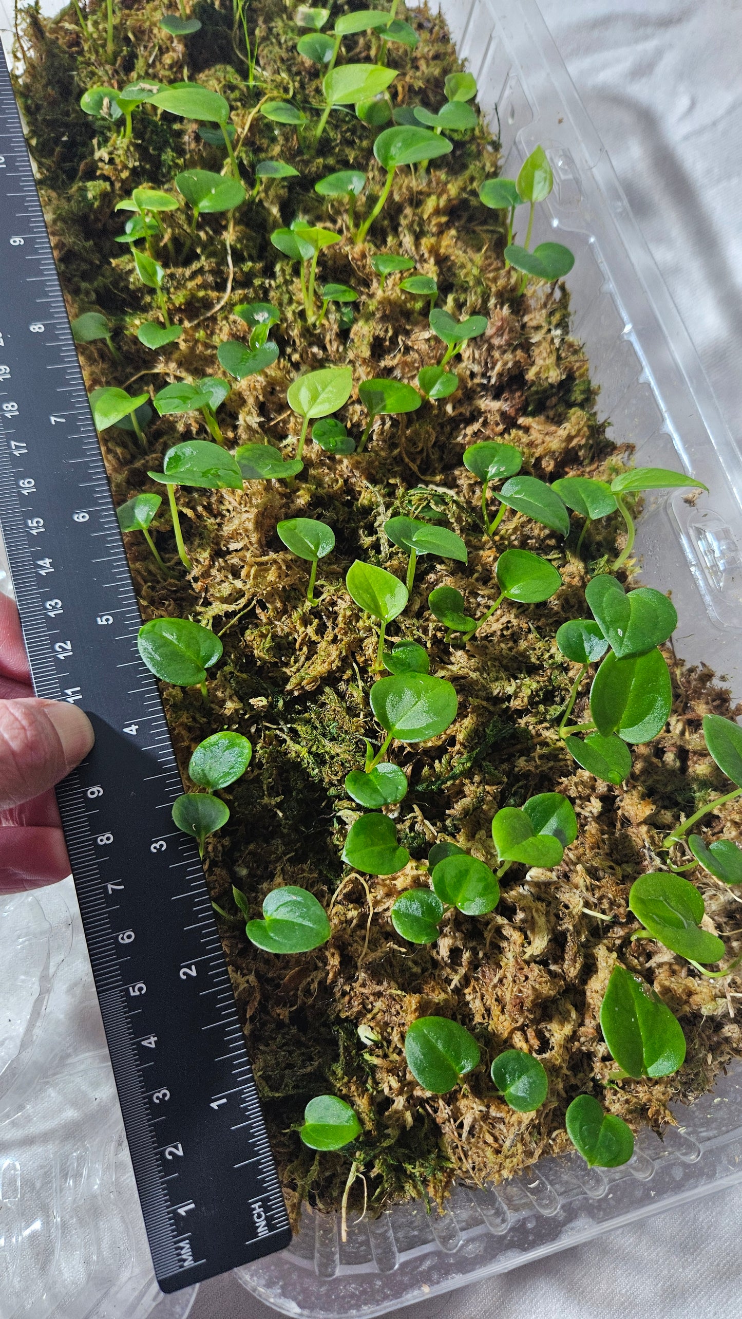 Anthurium Papillilaminum Xone X Papillilaminum Legend "format SEEDLING"