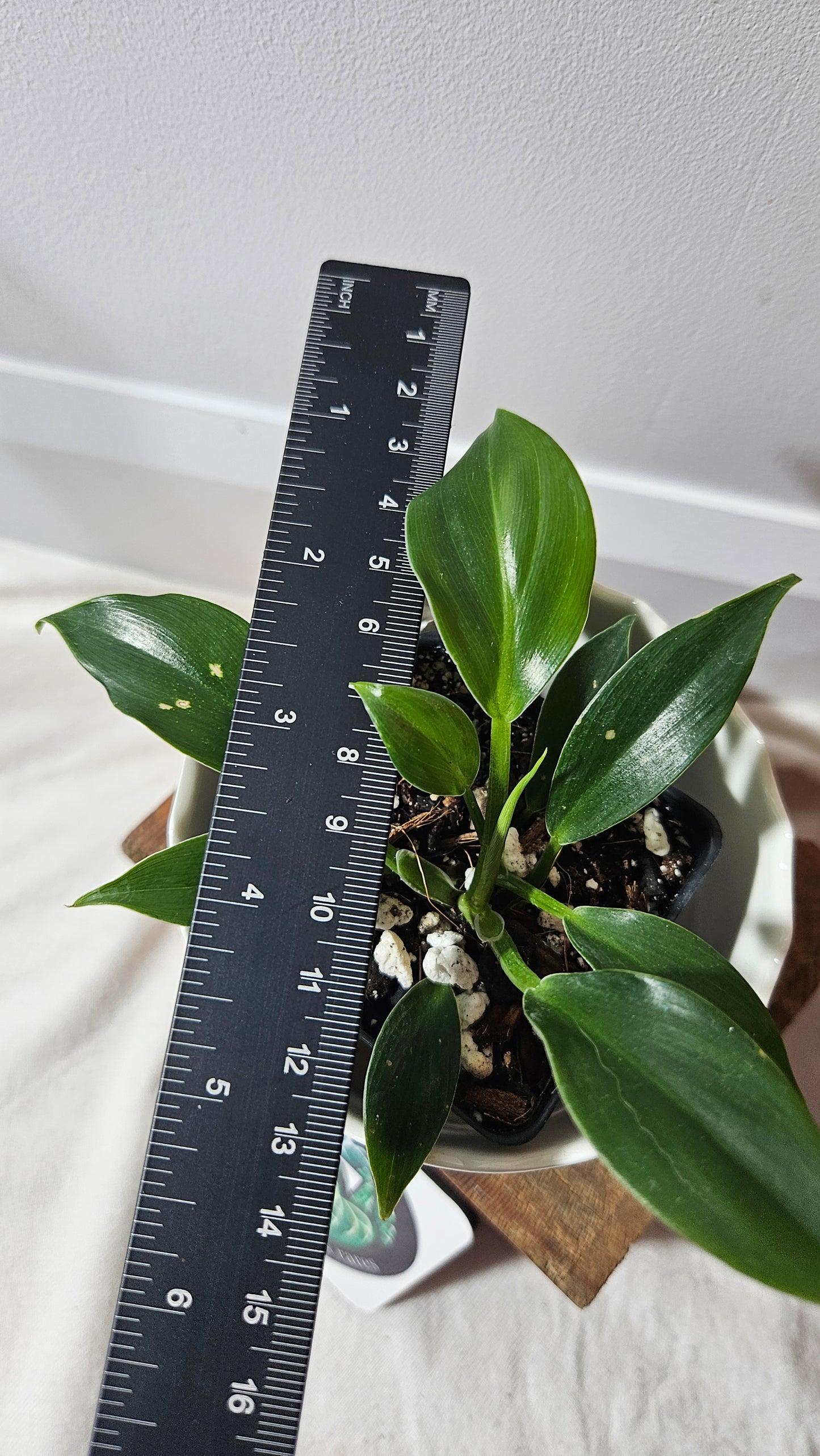 Philodendron Oblongum (PHI-718)
