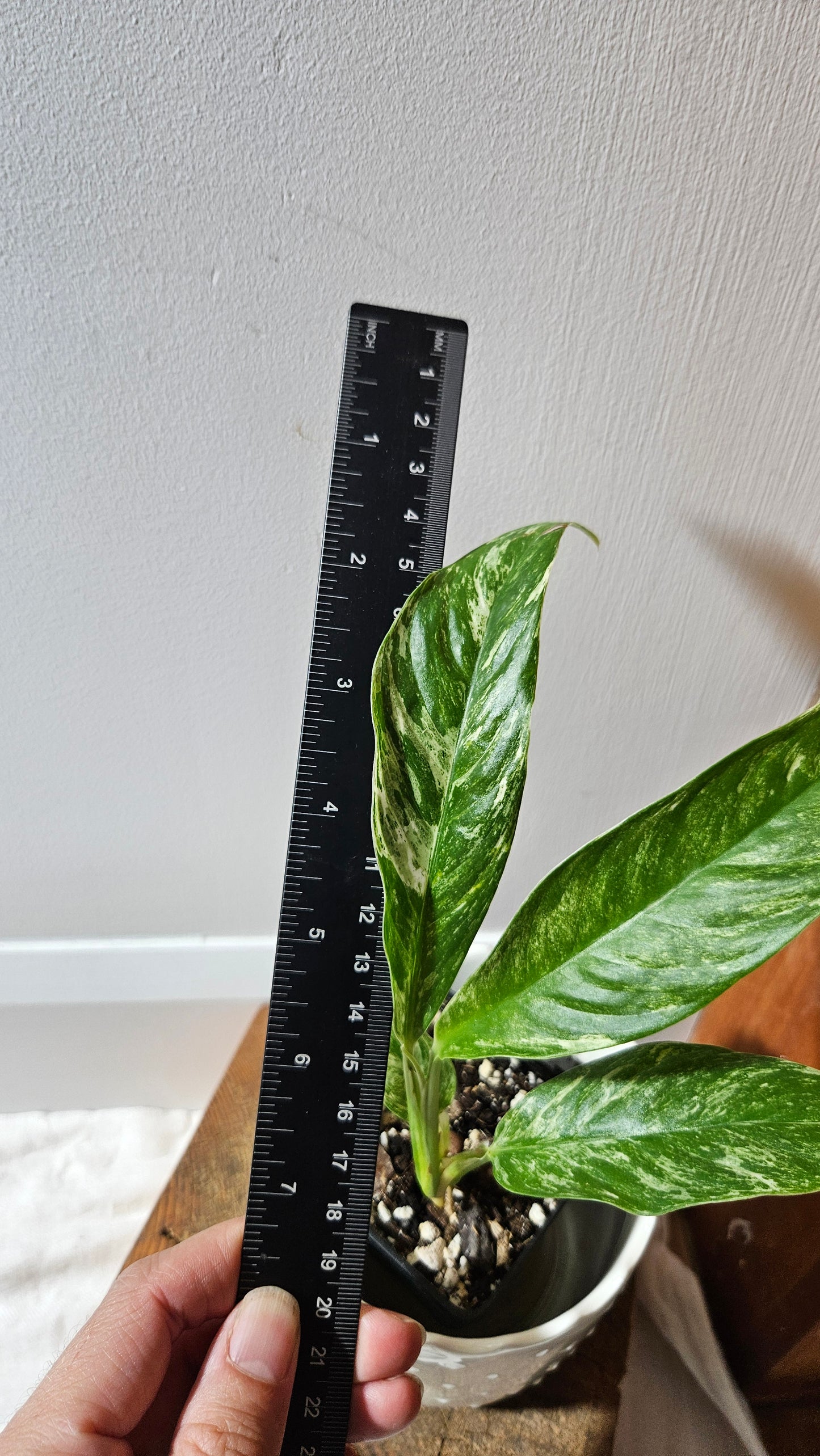 Rhaphidophora Megasperma Variegata (AUT-073)