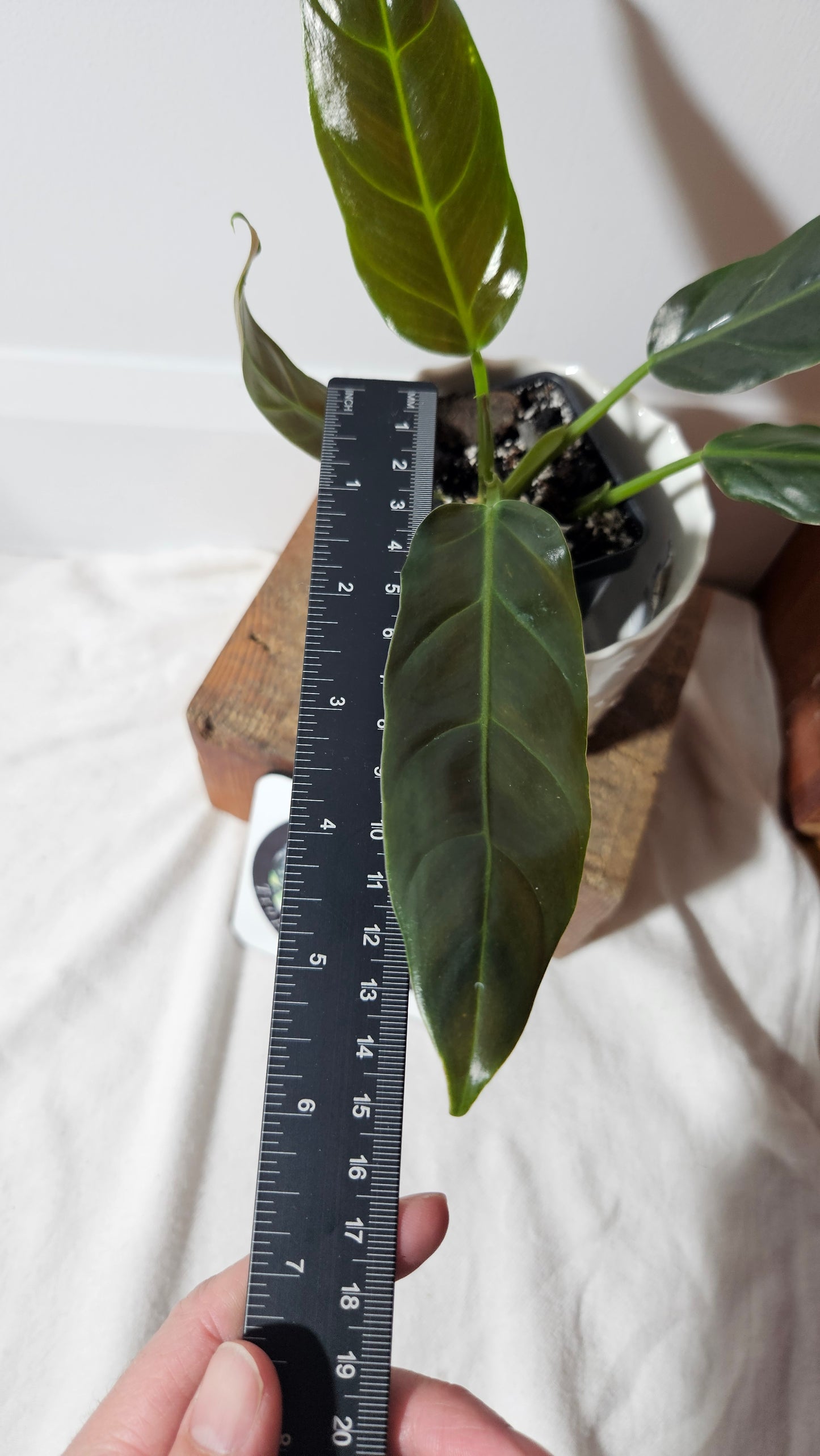 Philodendron Subhastatum Blood (PHI-744)