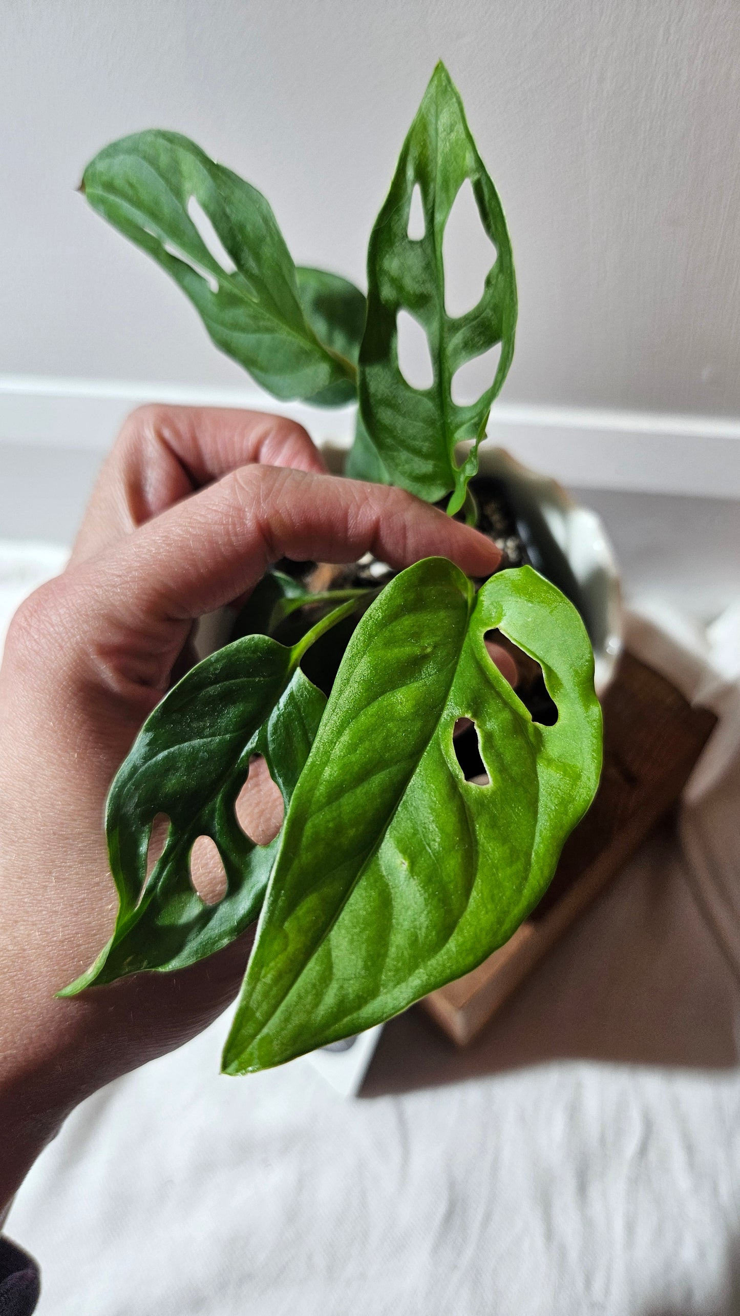 Monstera Obliqua Aff Cenepa (MON-430)
