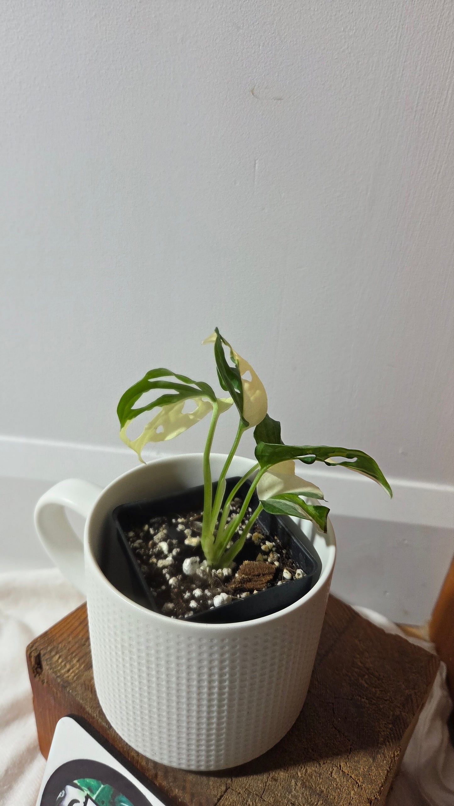 Monstera Andasonii Tricolore (MON-489)