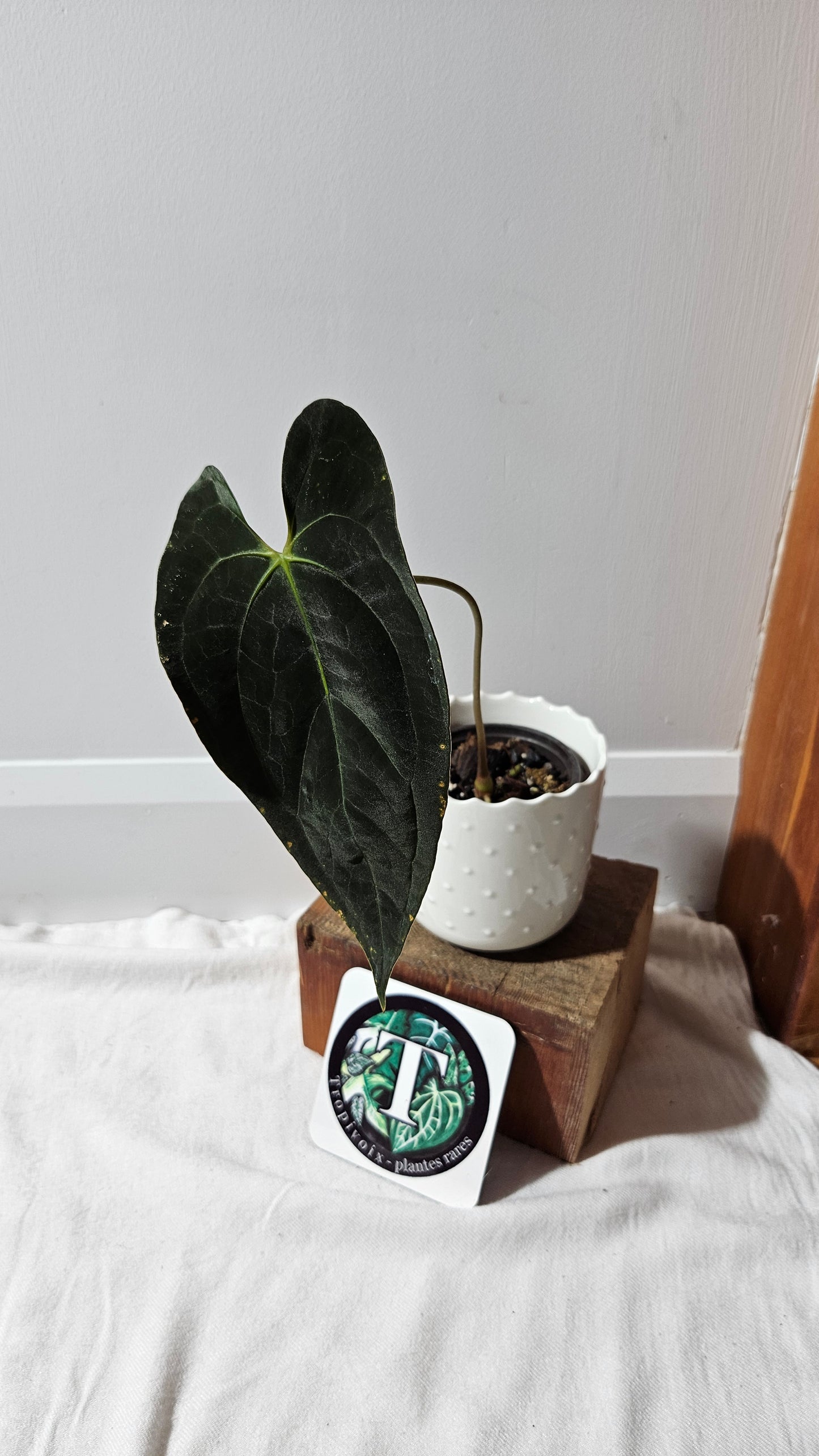 Anthurium Papillilaminum Toucan Dark(d'équateur) "format MOYEN" (ANT-330)