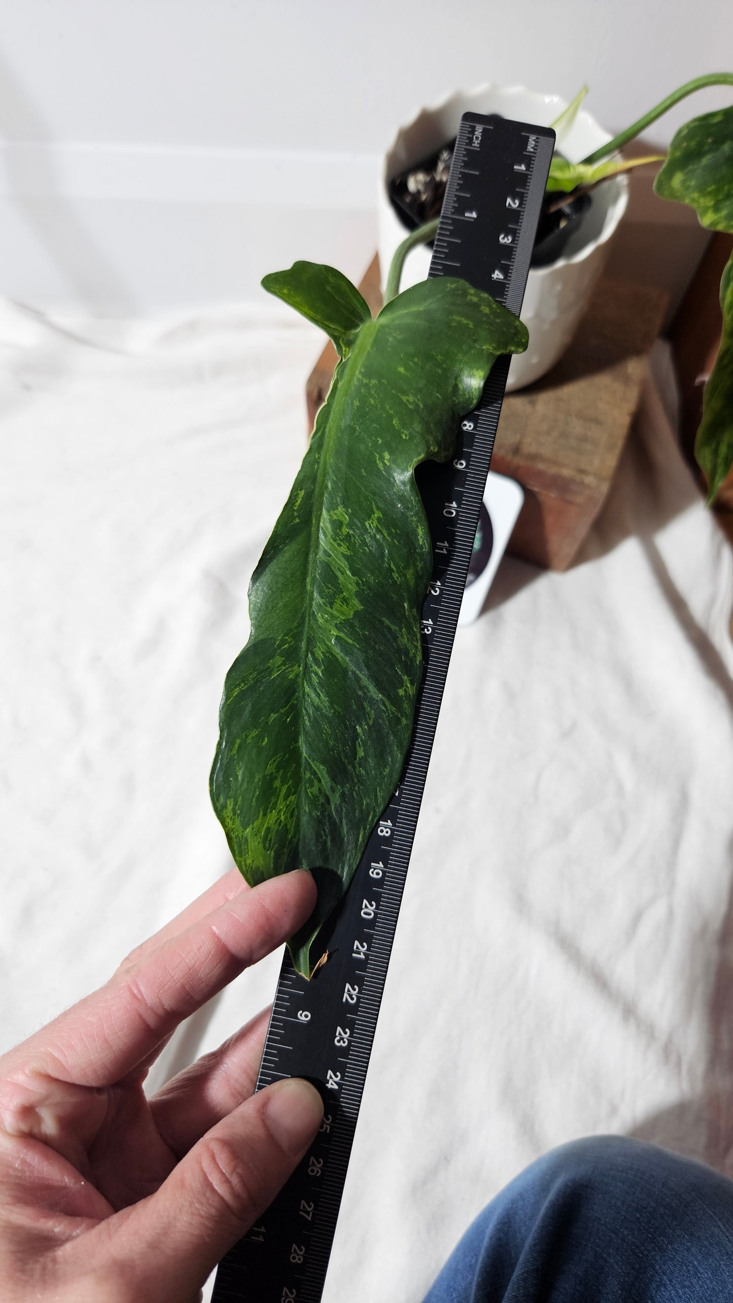 Philodendron Lime fiddle (PHI-751)