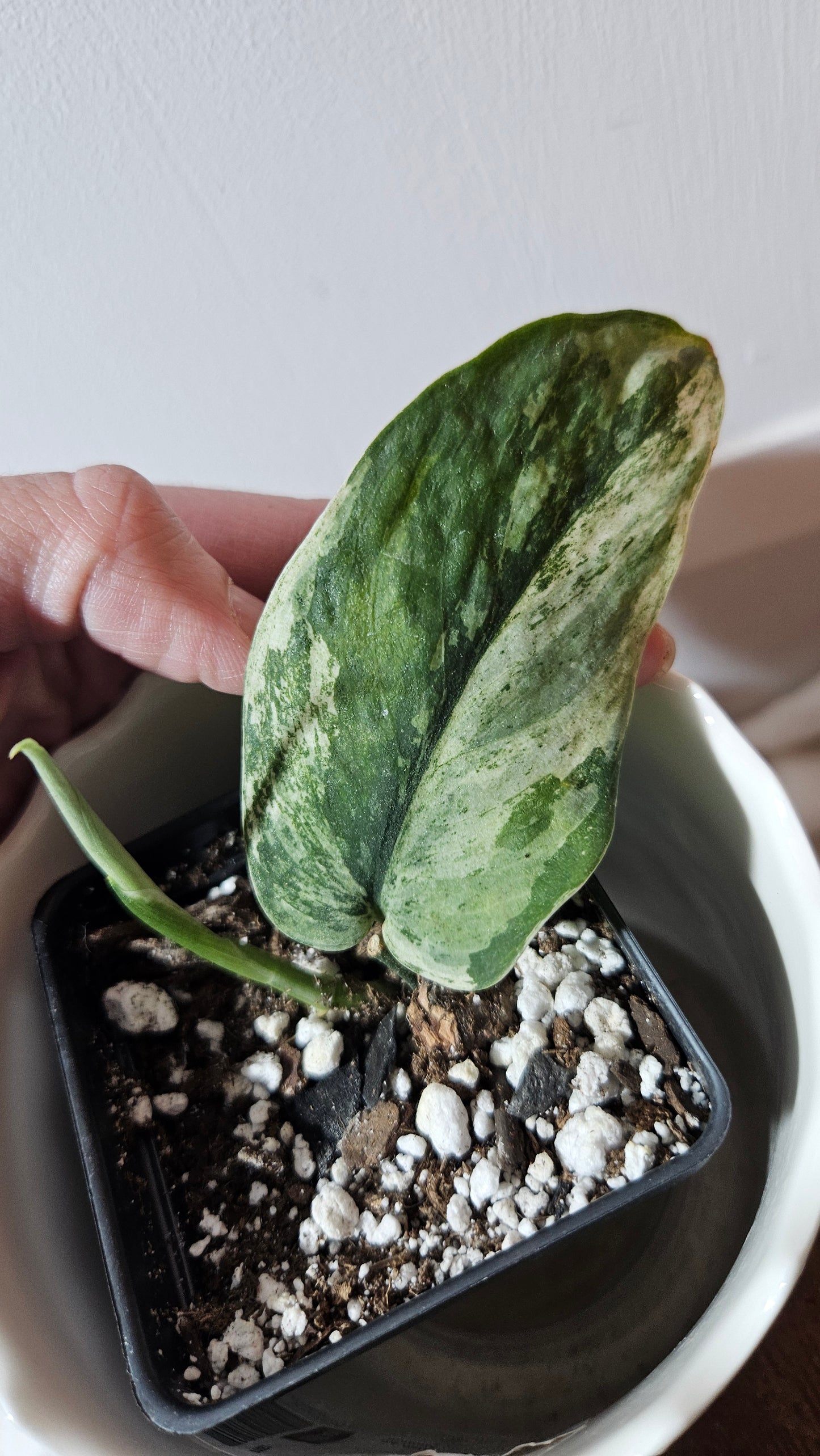 Scindapsus Silver Splash Variegata (SCI-776)