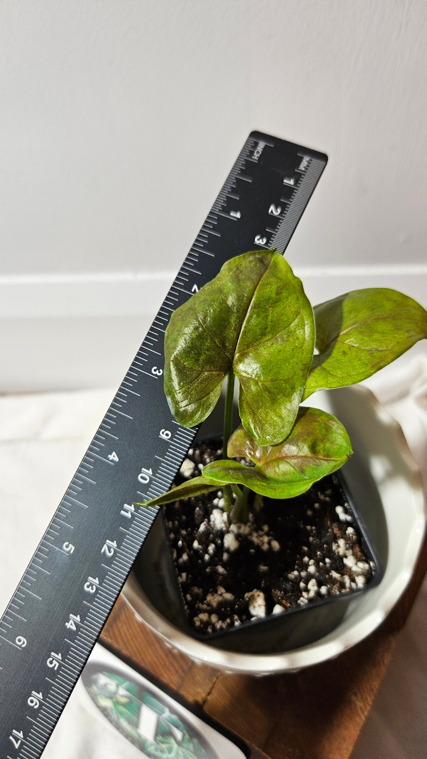 Syngonium Matcha Sprinkle (SYN-433)