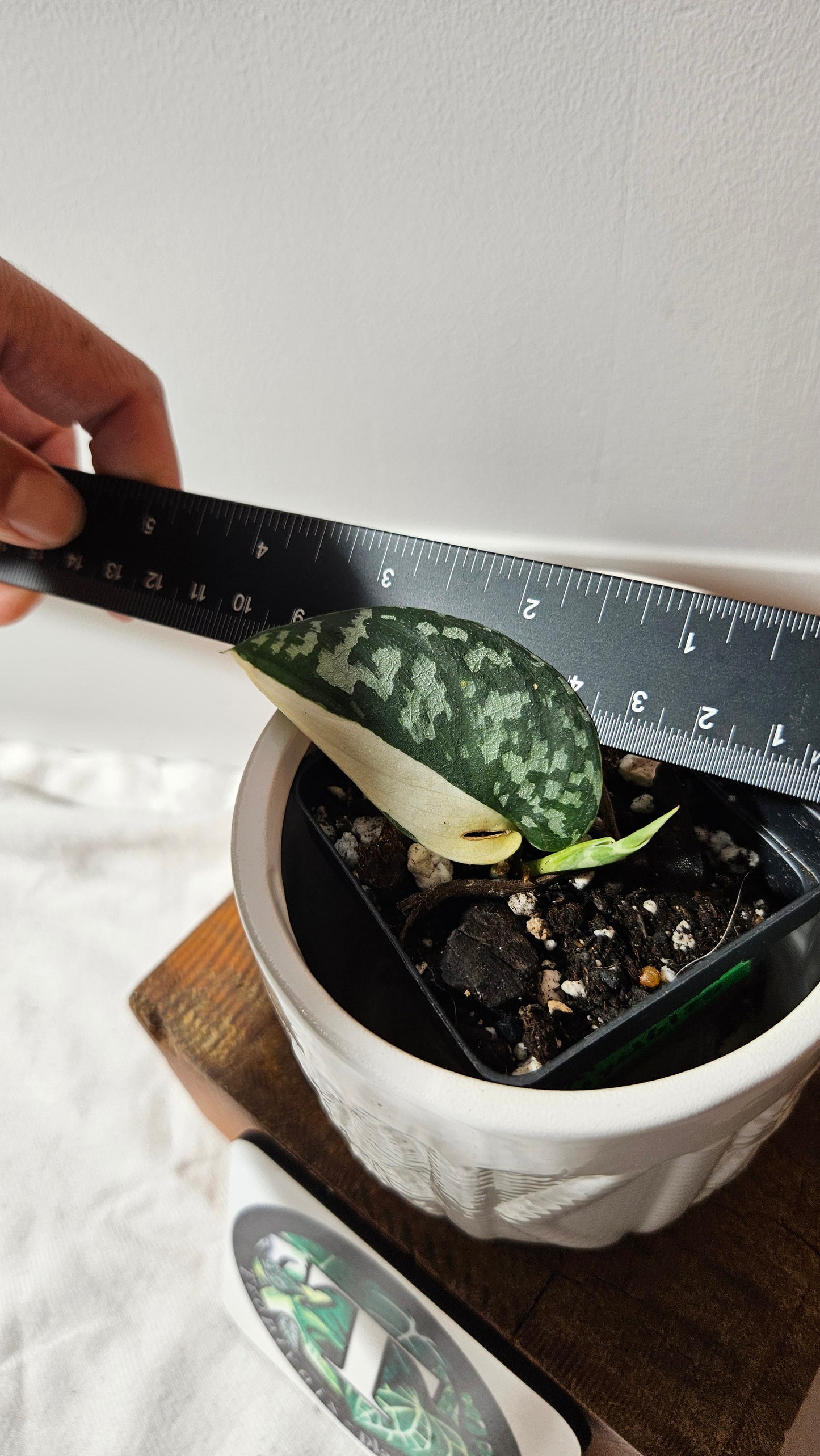 Scindapsus Mayari (SCI-1299)