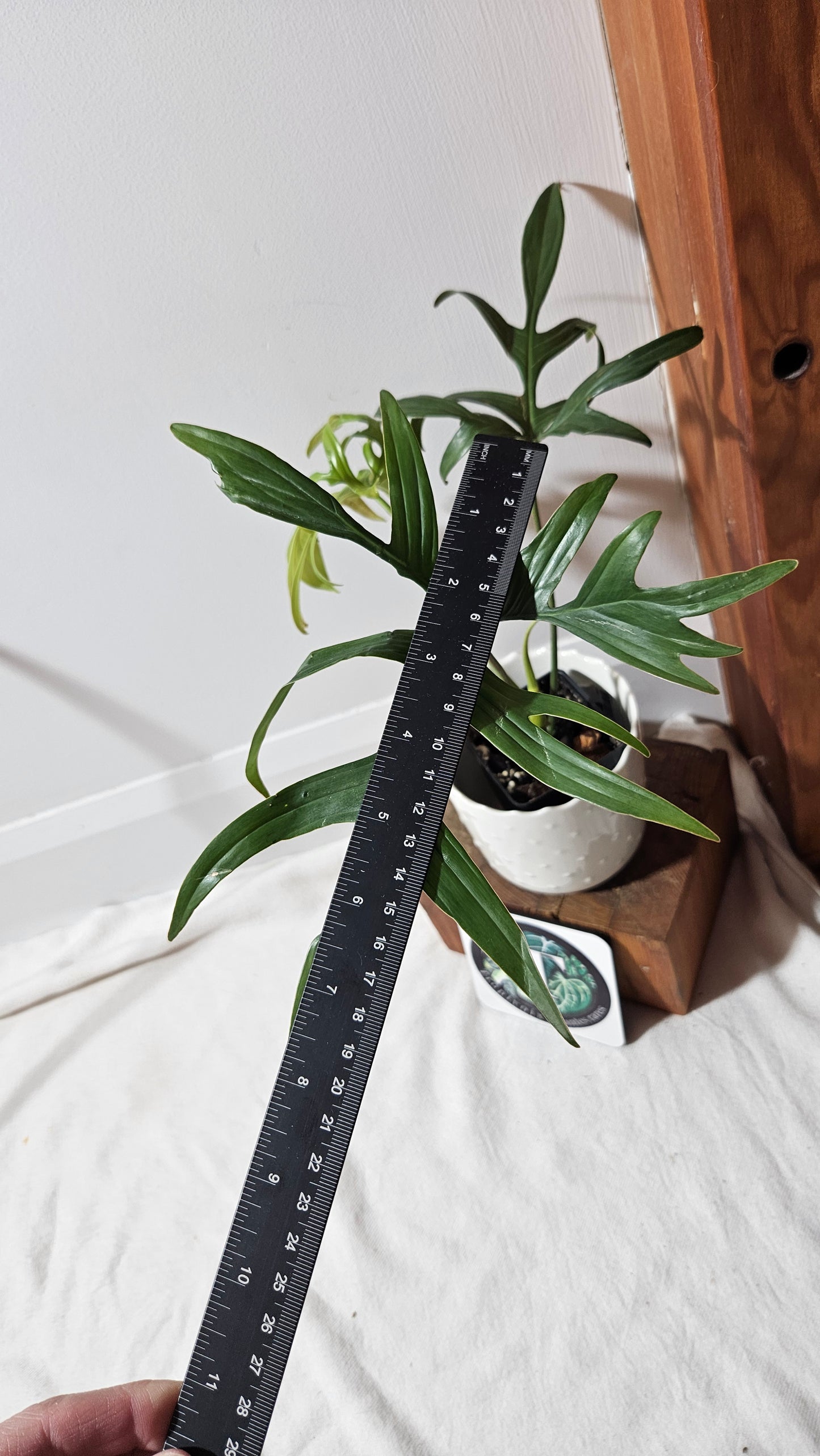 Philodendron Quercifolium (PHI-703)