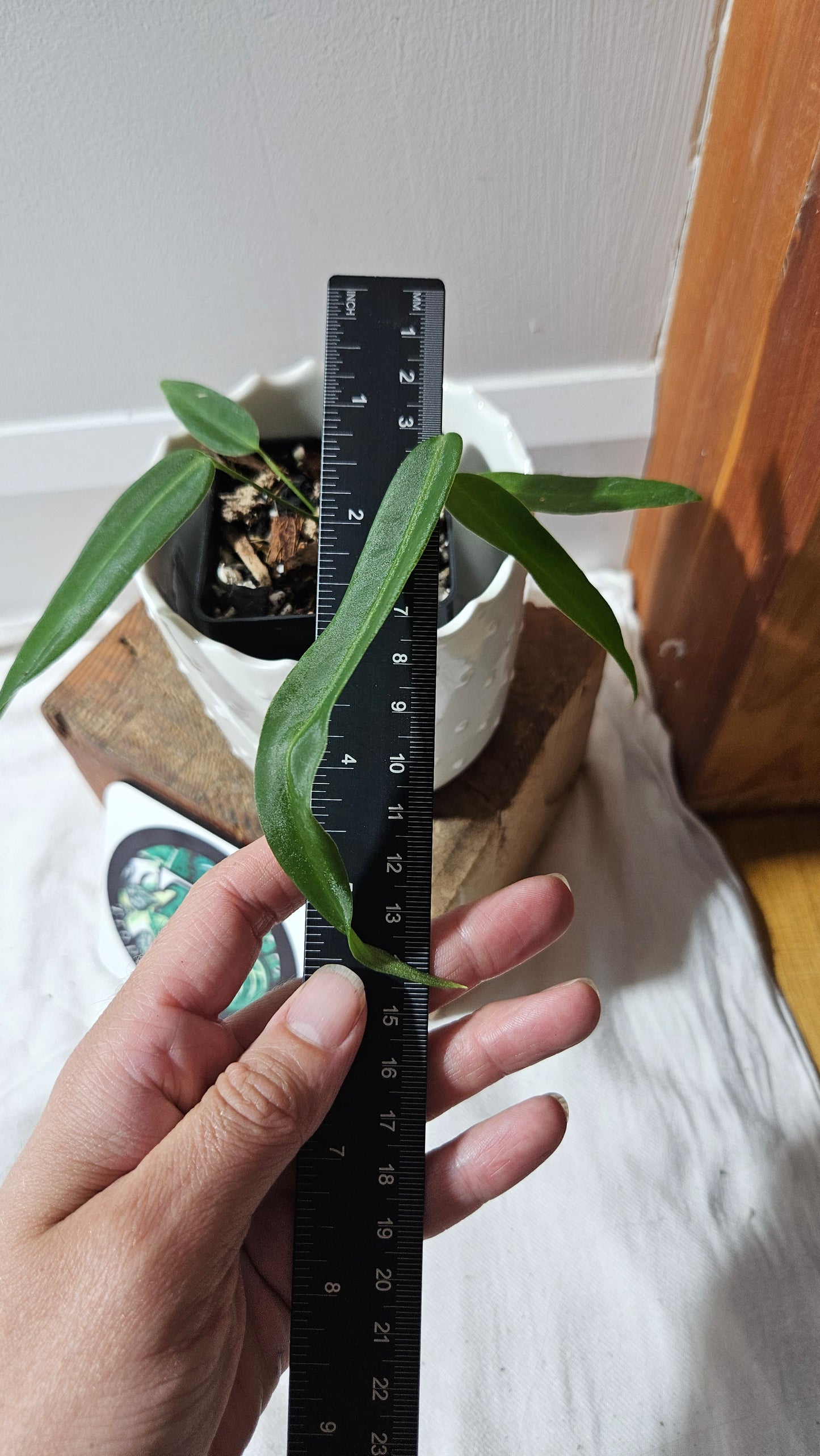 Anthurium Pallidiflorum Super Black "format PETIT"(ANT-450)