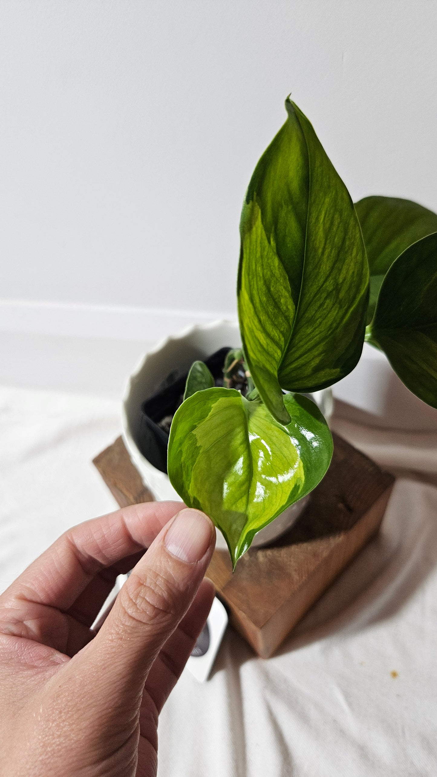Epipremnum Aureum Manjula yellow/Olivia/Mint (EPI-216)