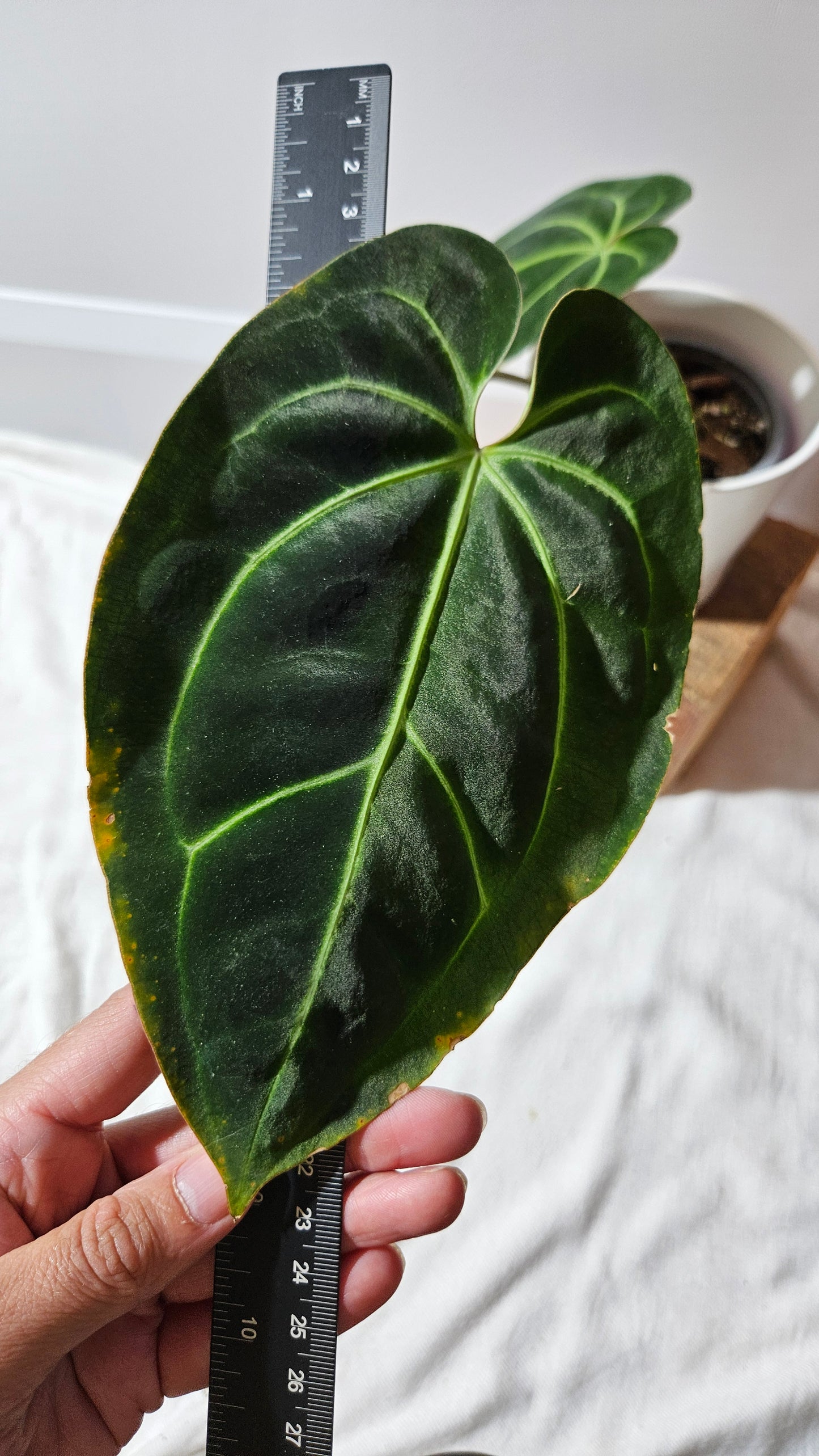 Anthurium Besseae Aff Pink "Format MOYEN/LARGE" (ANT-528)