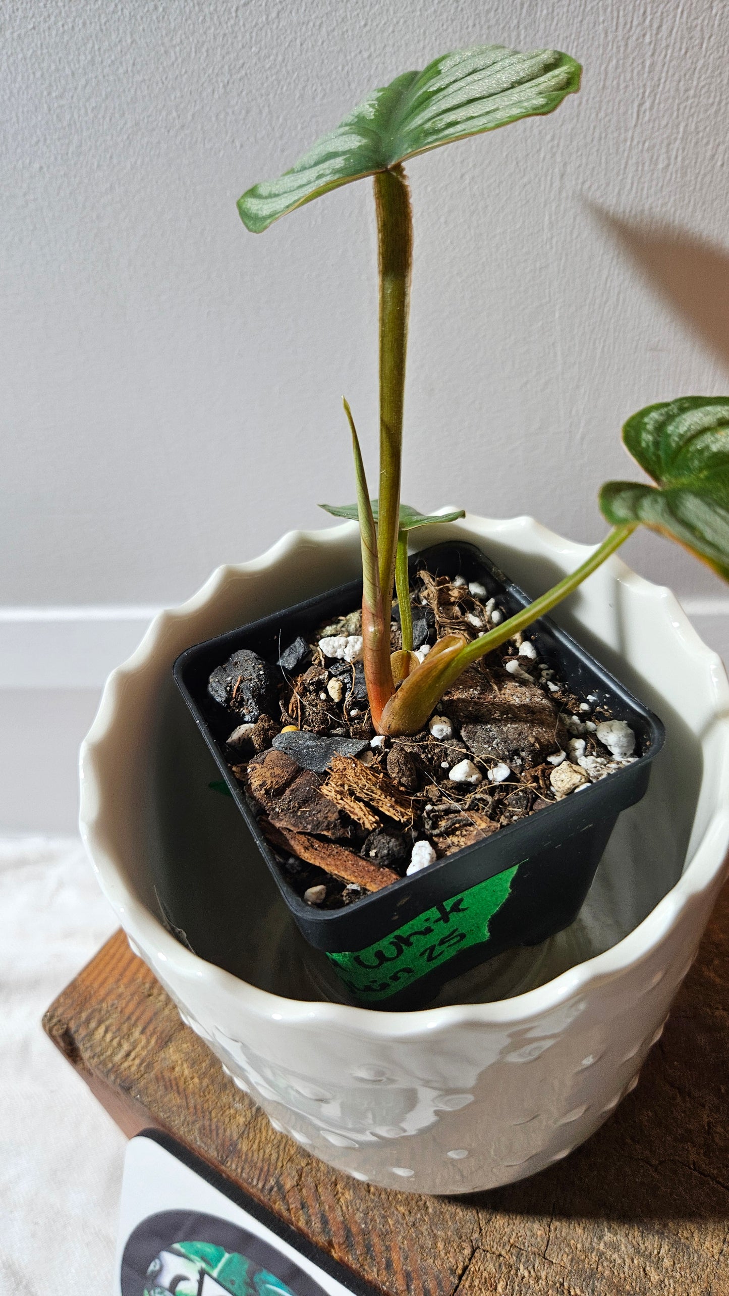 Philodendron Mamei White (PHI-872)
