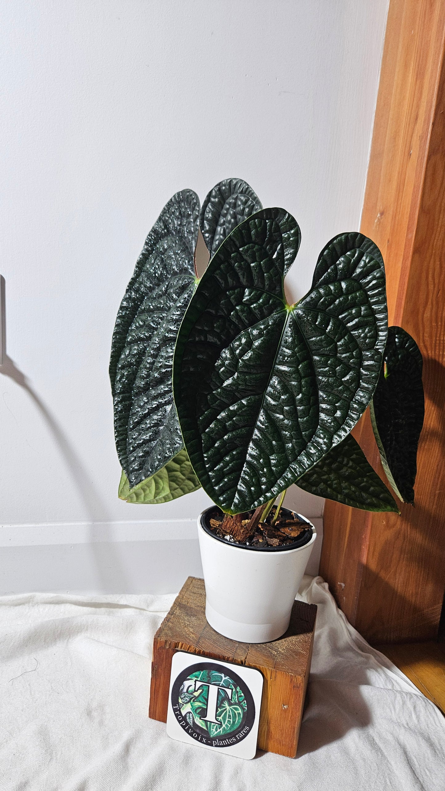 Anthurium Luxurians Dark "format XLARGE" (ANT-422)
