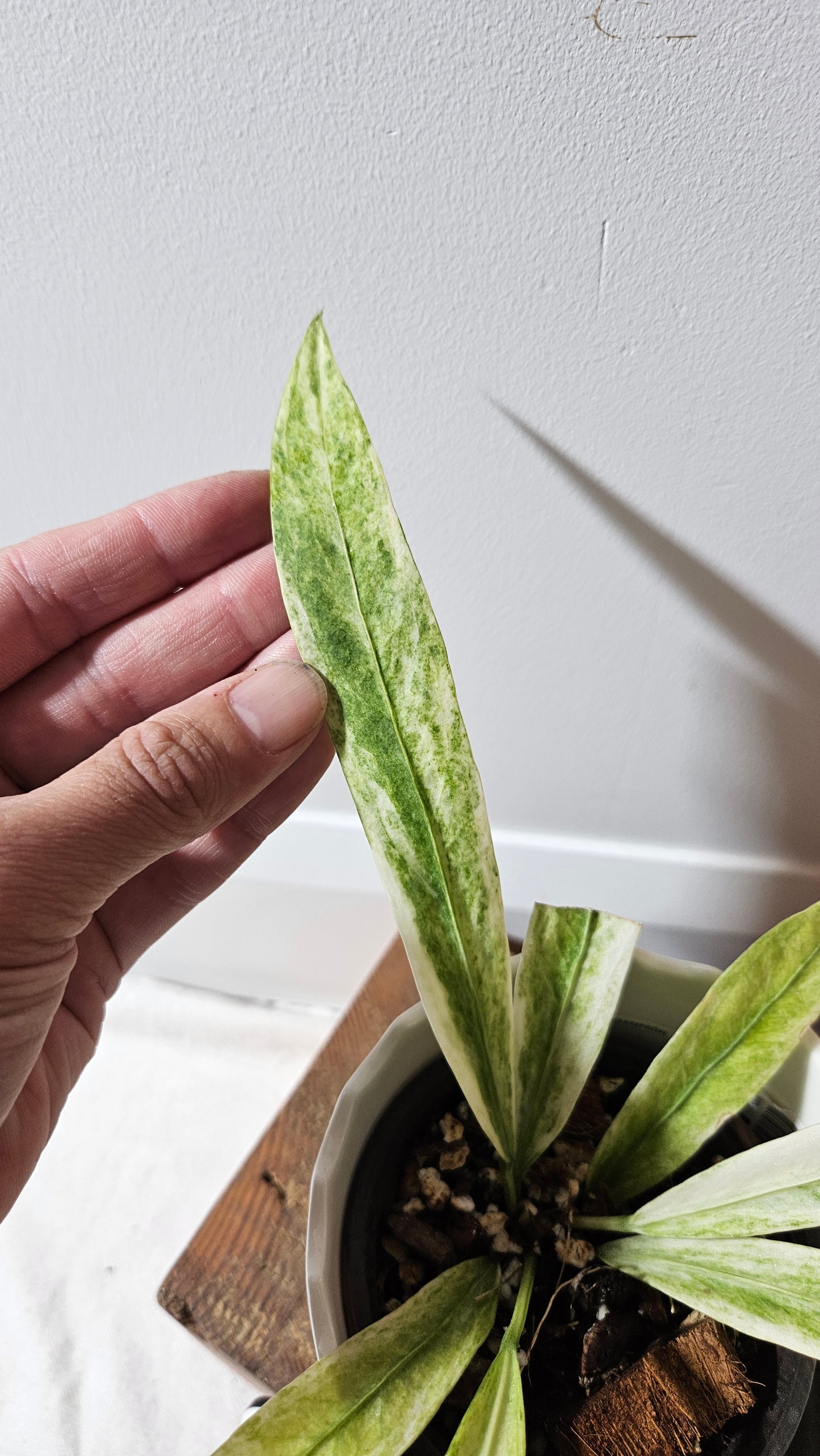 Anthurium Vittarifolium Variegata "format PETIT" (ANT-557)