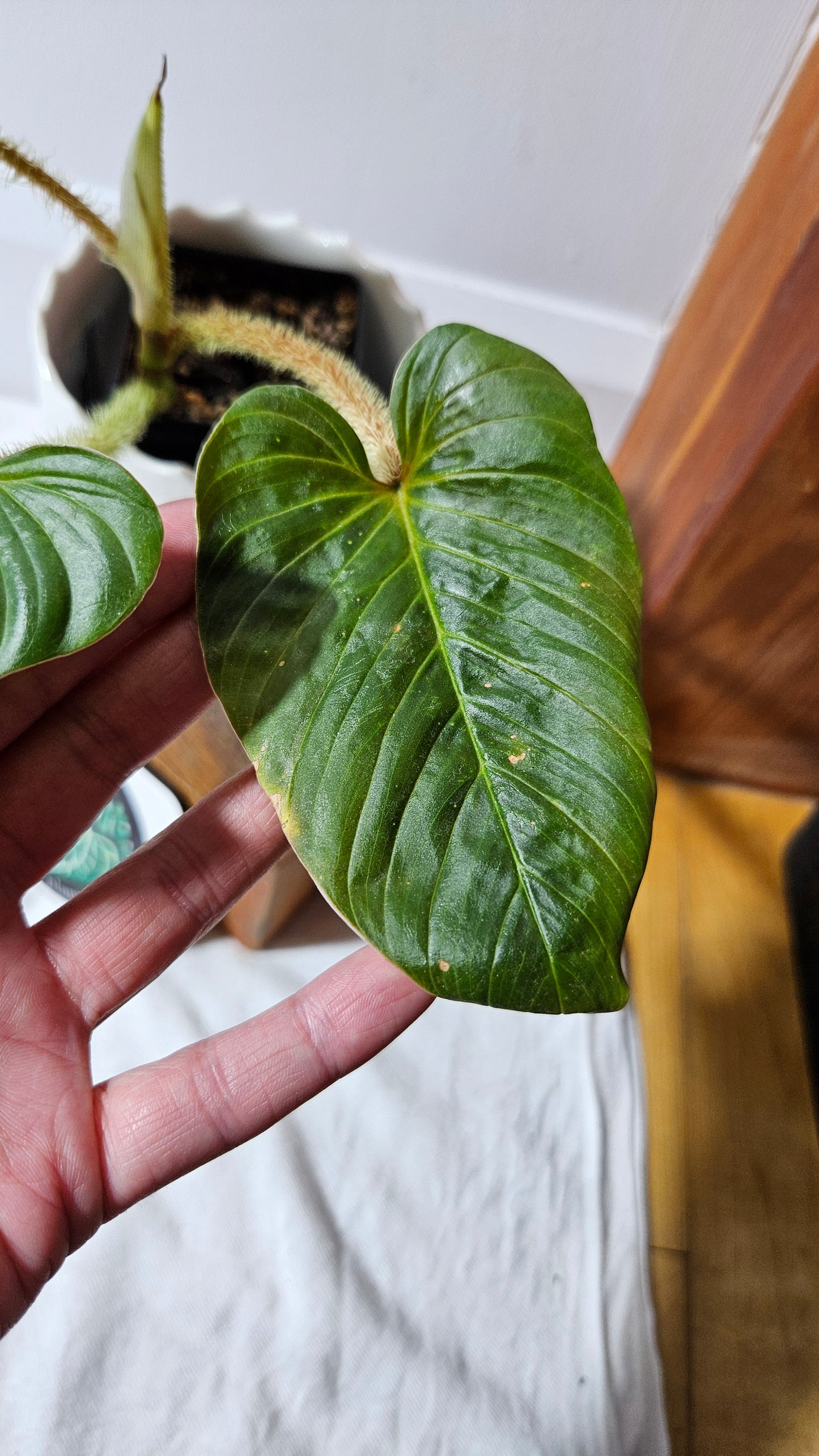 Philodendron Serpens (PHI-810)