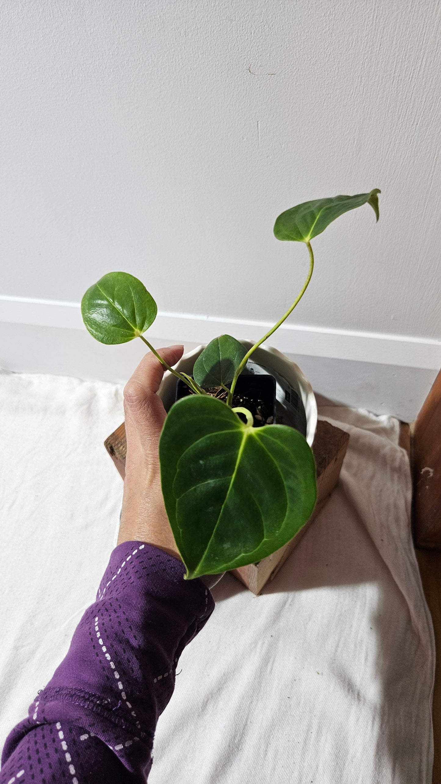 Anthurium Esmeraldense x Veitchii "format PETIT" (ANT-483)