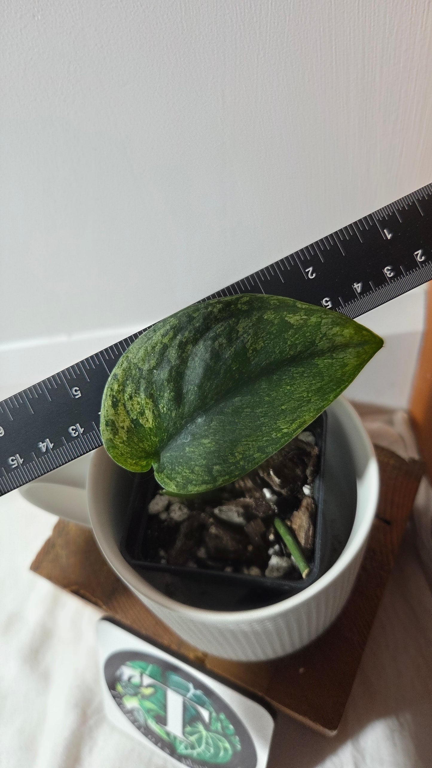 Scindapsus Silver Satin albo (SCI-1374)