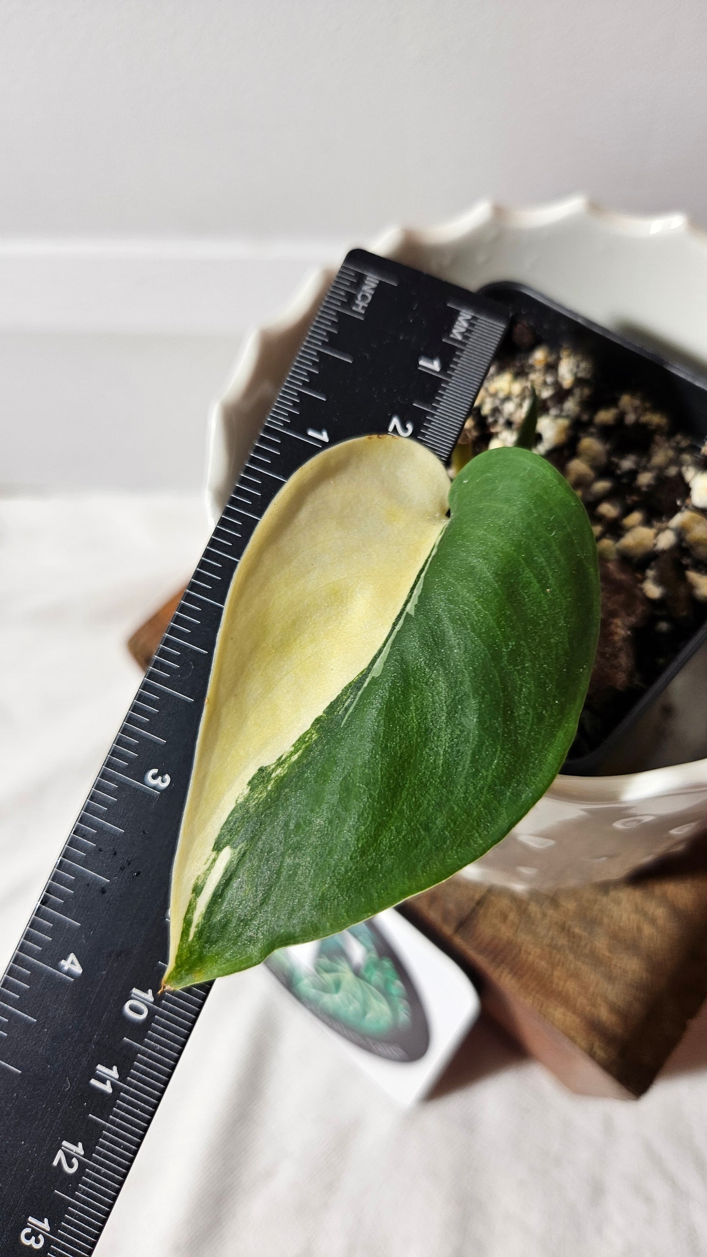 Scindapsus Jade Satin Albo (SCI-711)