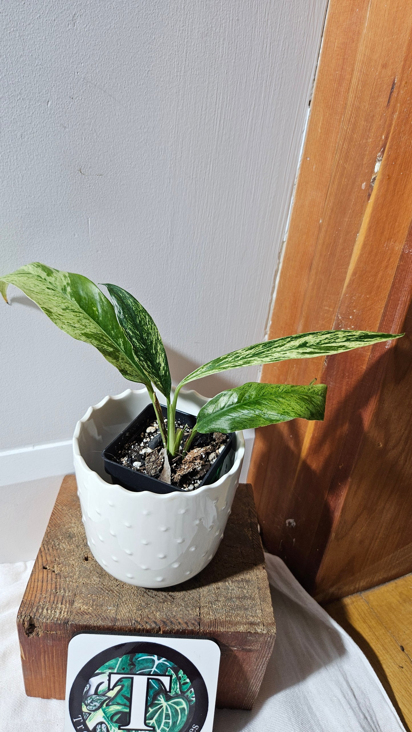 Rhaphidophora Megasperma Variegata (AUT-072)