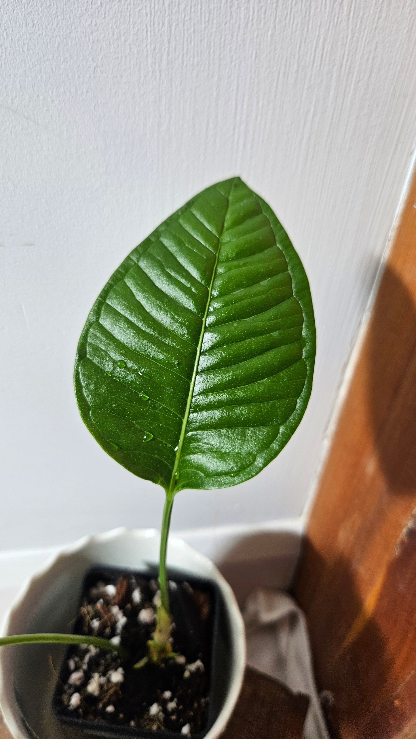 Anthurium Umbricola "format MOYEN" (ANT-323)