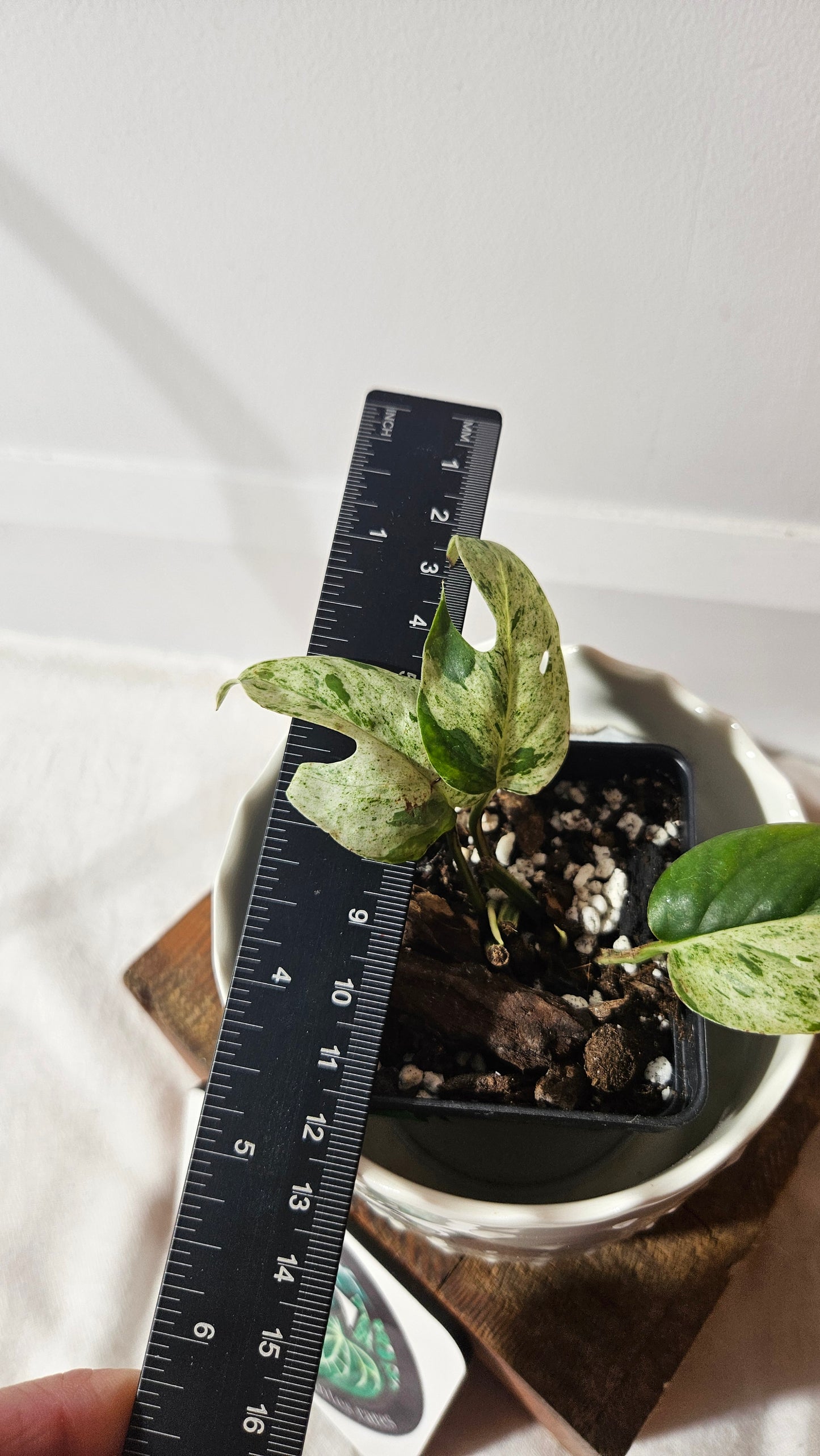 Epipremnum pinnatum Marble (EPI-211)