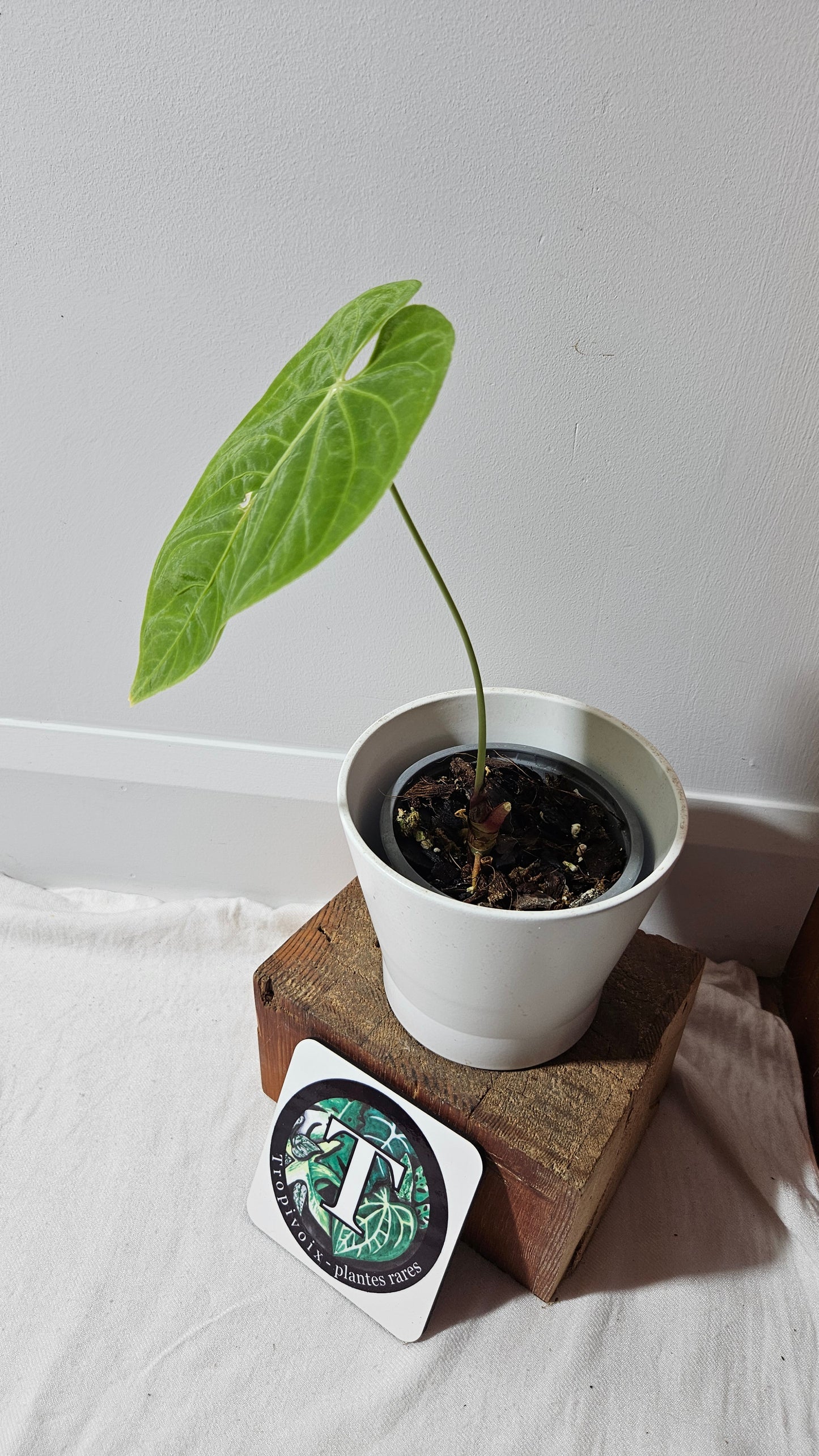 Anthurium Angarmarcanum "format MOYEN" (ANT-153)